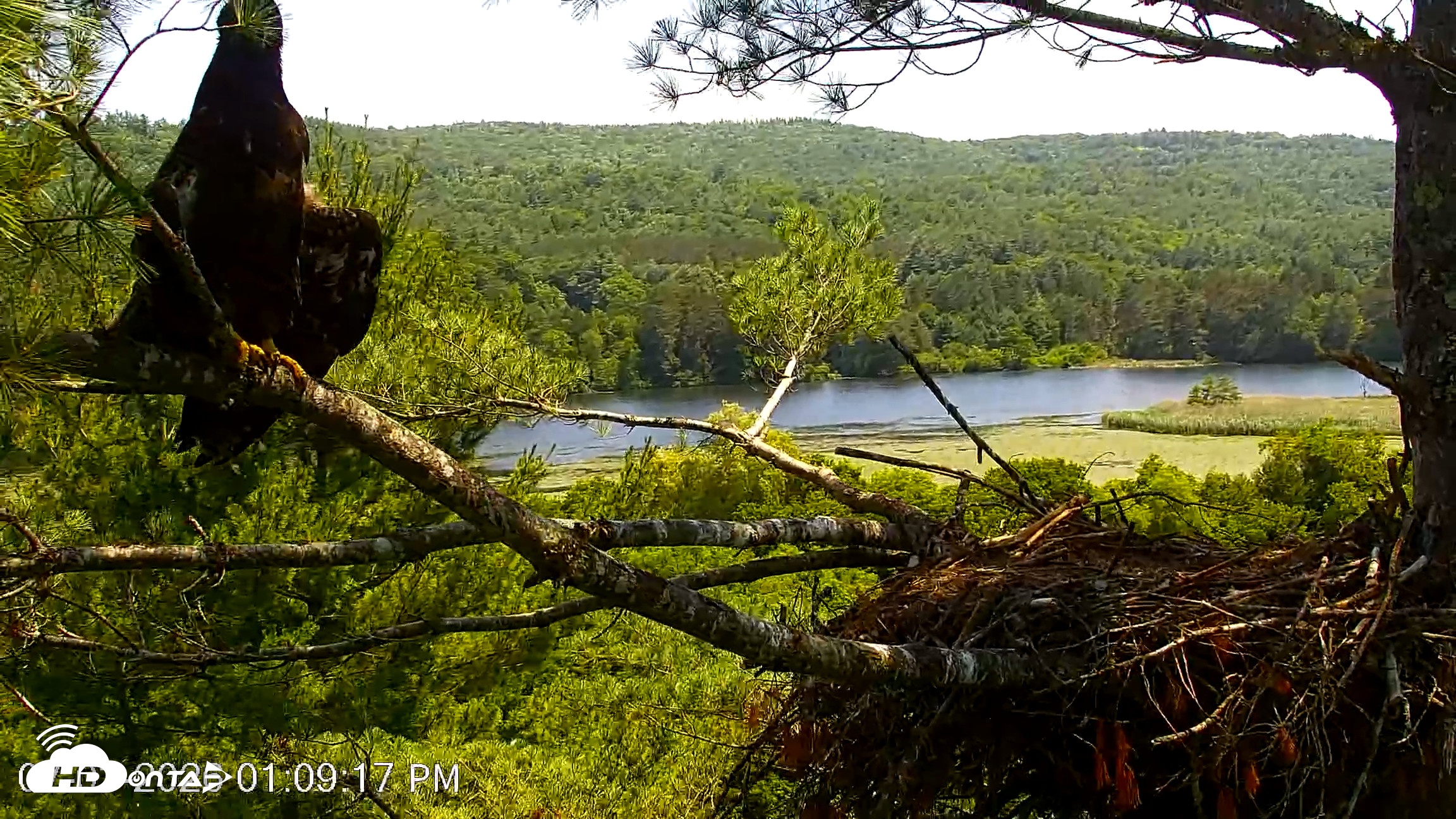 Snapshot of VINS Bald Eagles Nest Live Cams taken Jul 3, 2026, 1:09pm EDT