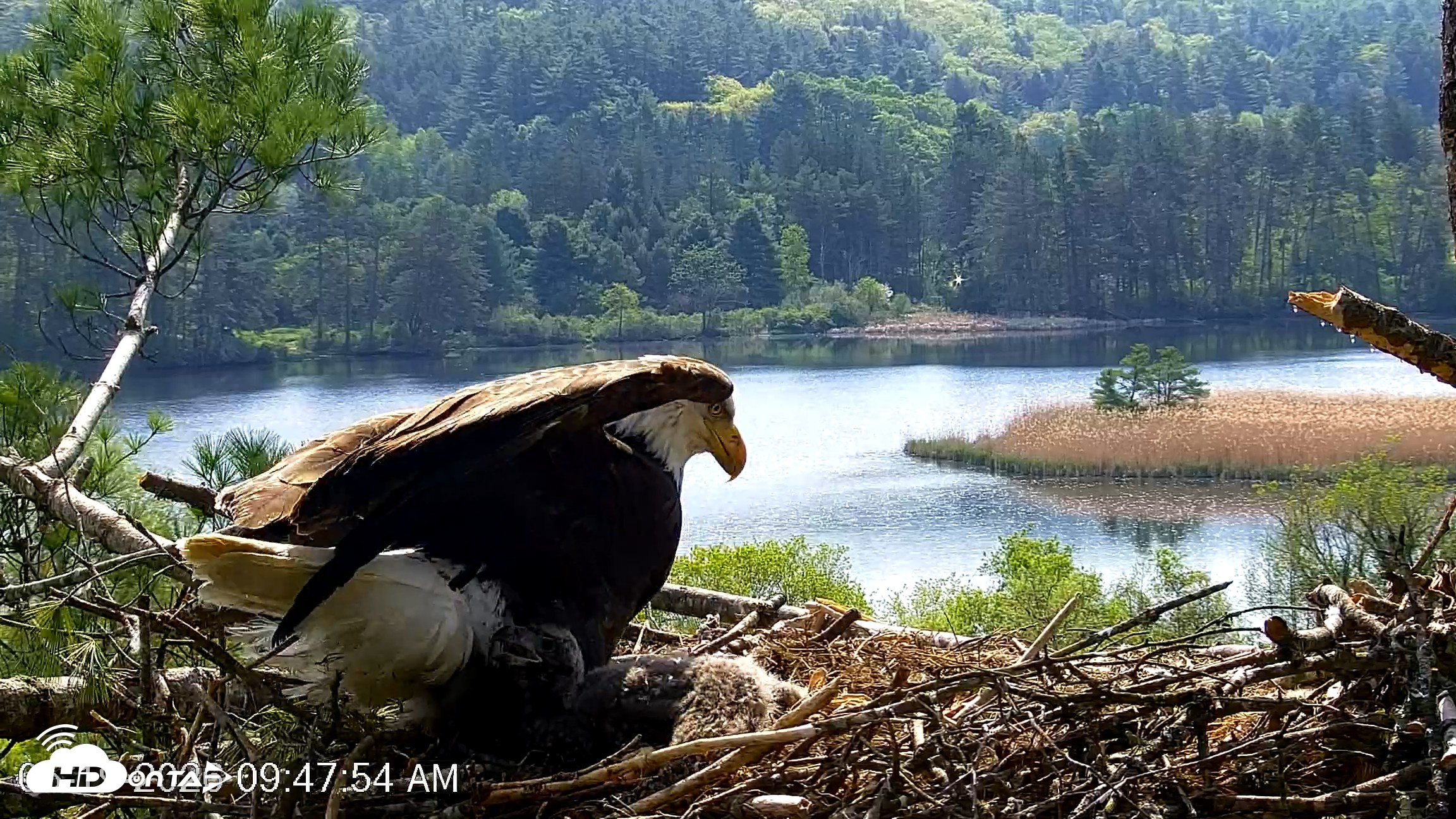 Snapshot of VINS Bald Eagles Nest Live Cams taken May 19, 2026, 9:48am EDT