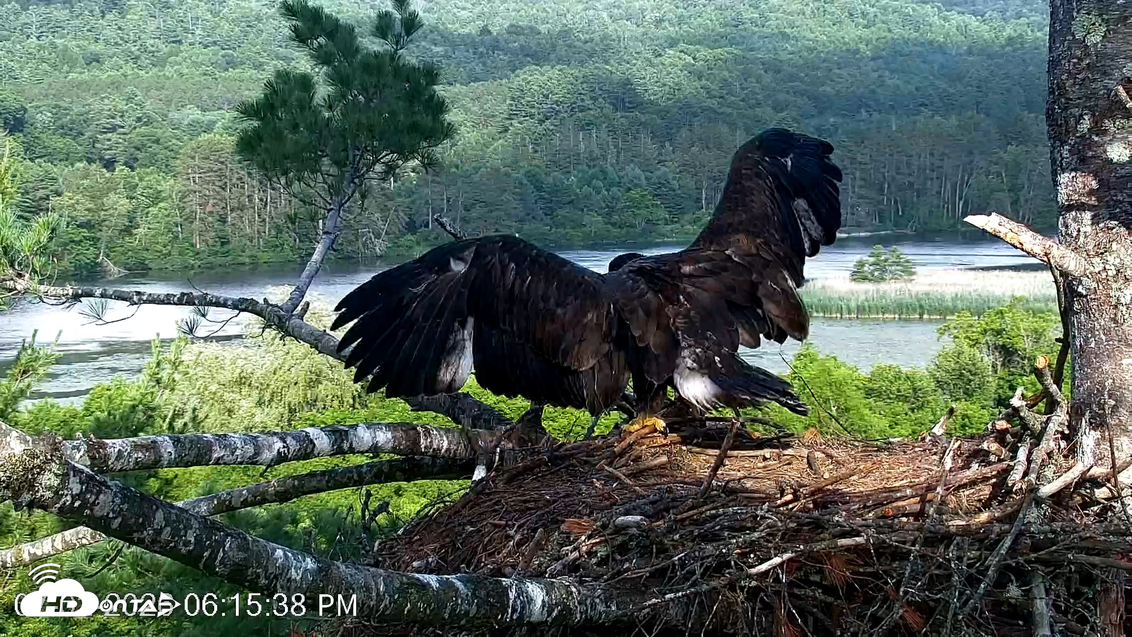 Snapshot of VINS Bald Eagles Nest Live Cams taken Jul 2, 2026, 6:16pm EDT