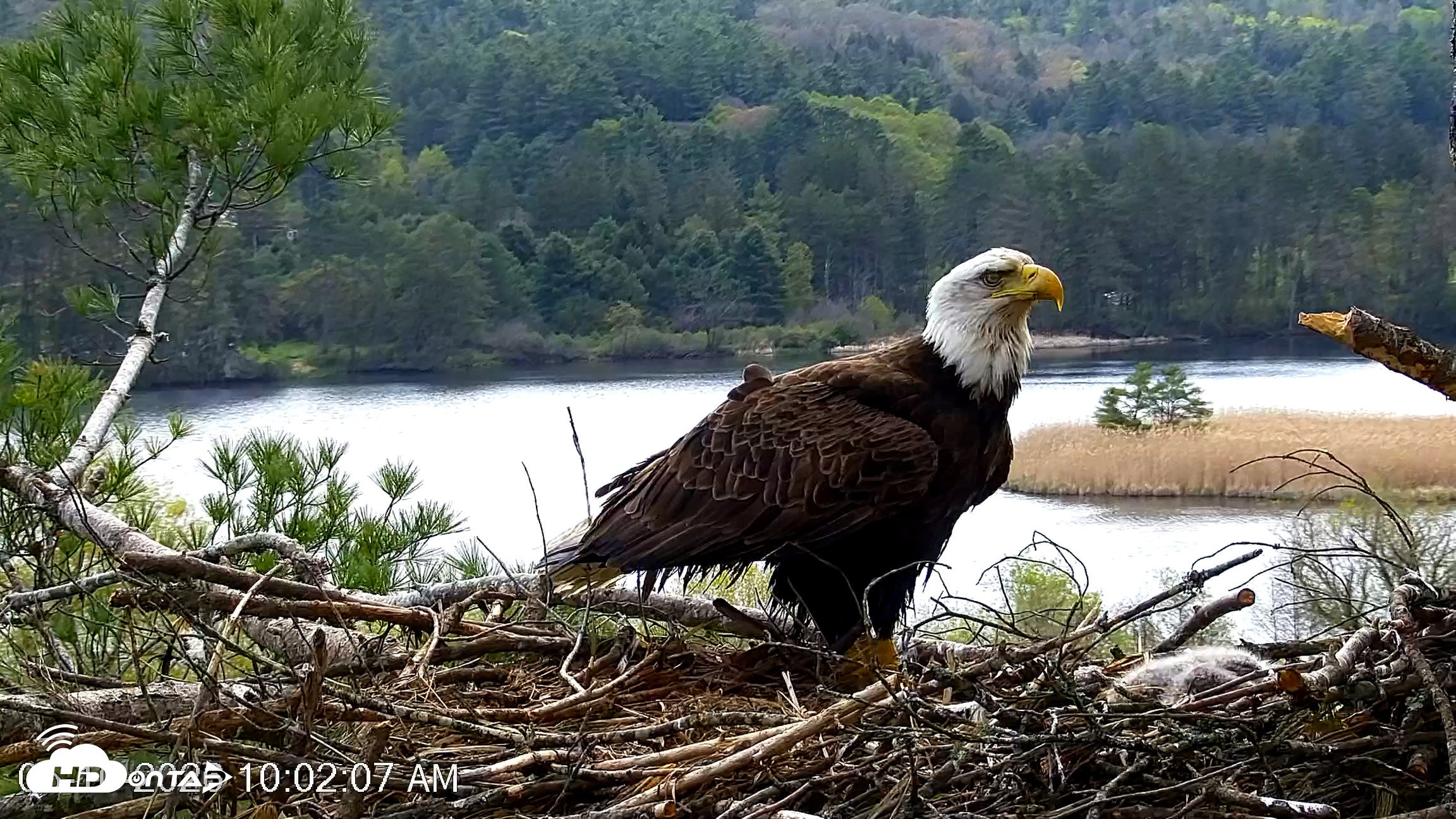 Snapshot of VINS Bald Eagles Nest Live Cams taken May 10, 2026, 10:02am EDT