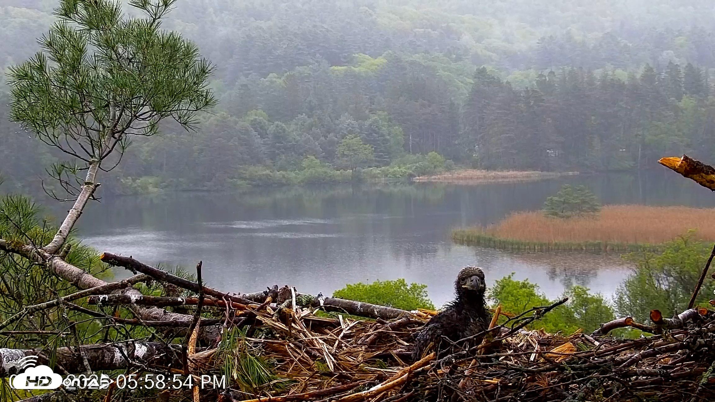 Snapshot of VINS Bald Eagles Nest Live Cams taken May 24, 2026, 5:59pm EDT