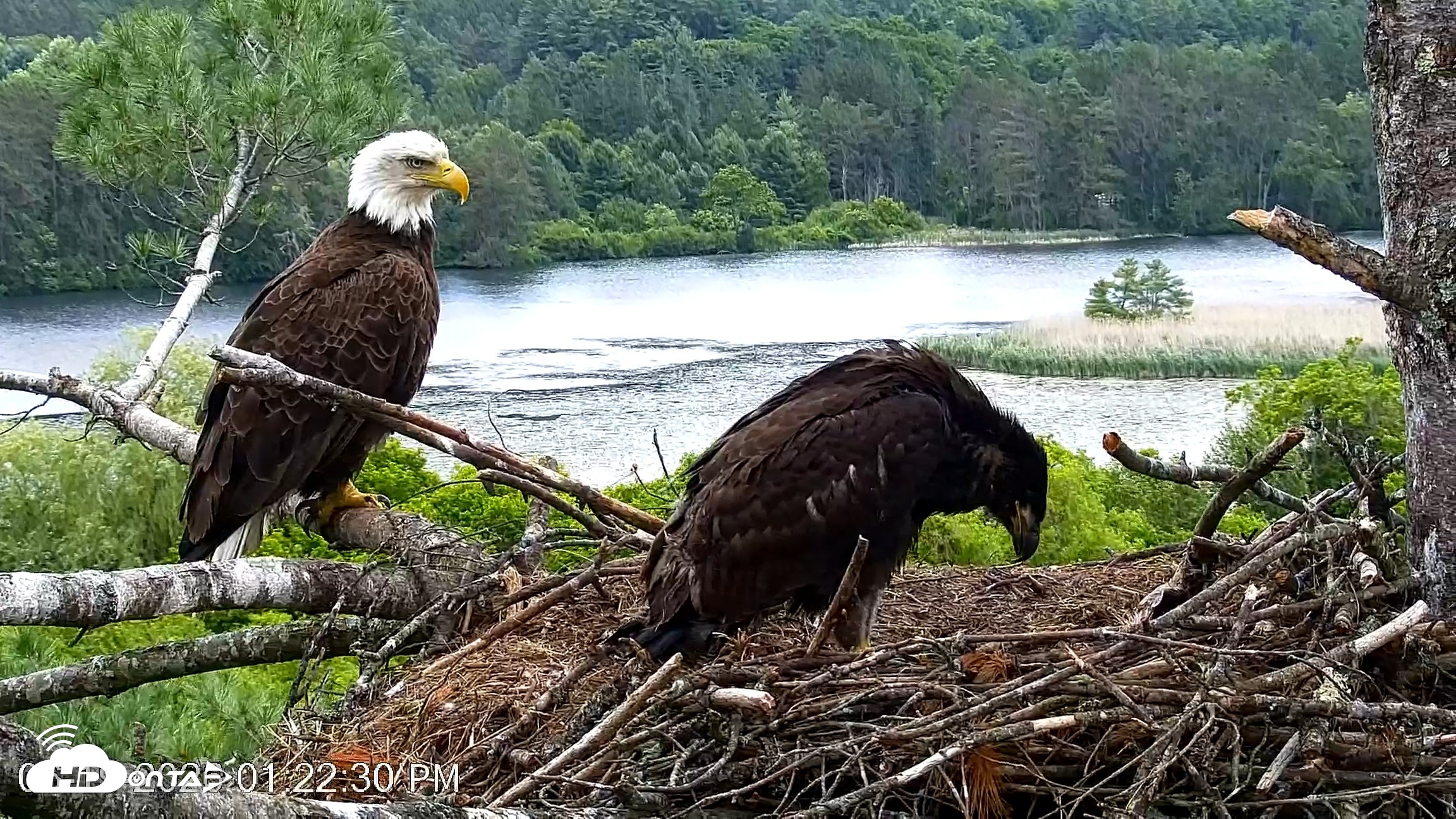 Snapshot of VINS Bald Eagles Nest Live Cams taken Jun 19, 2026, 1:23pm EDT