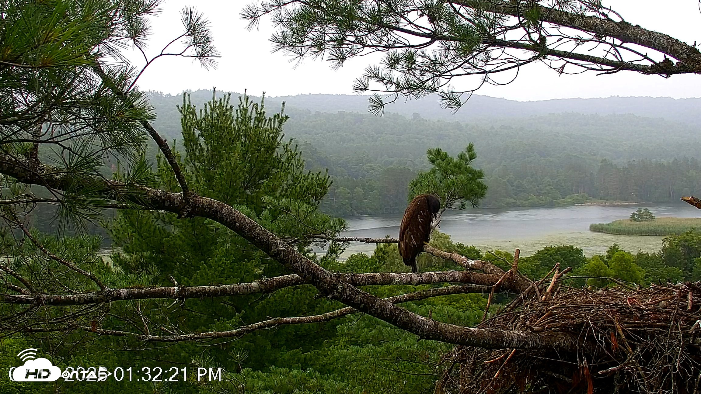 Snapshot of VINS Bald Eagles Nest Live Cams taken Jul 18, 2026, 1:32pm EDT