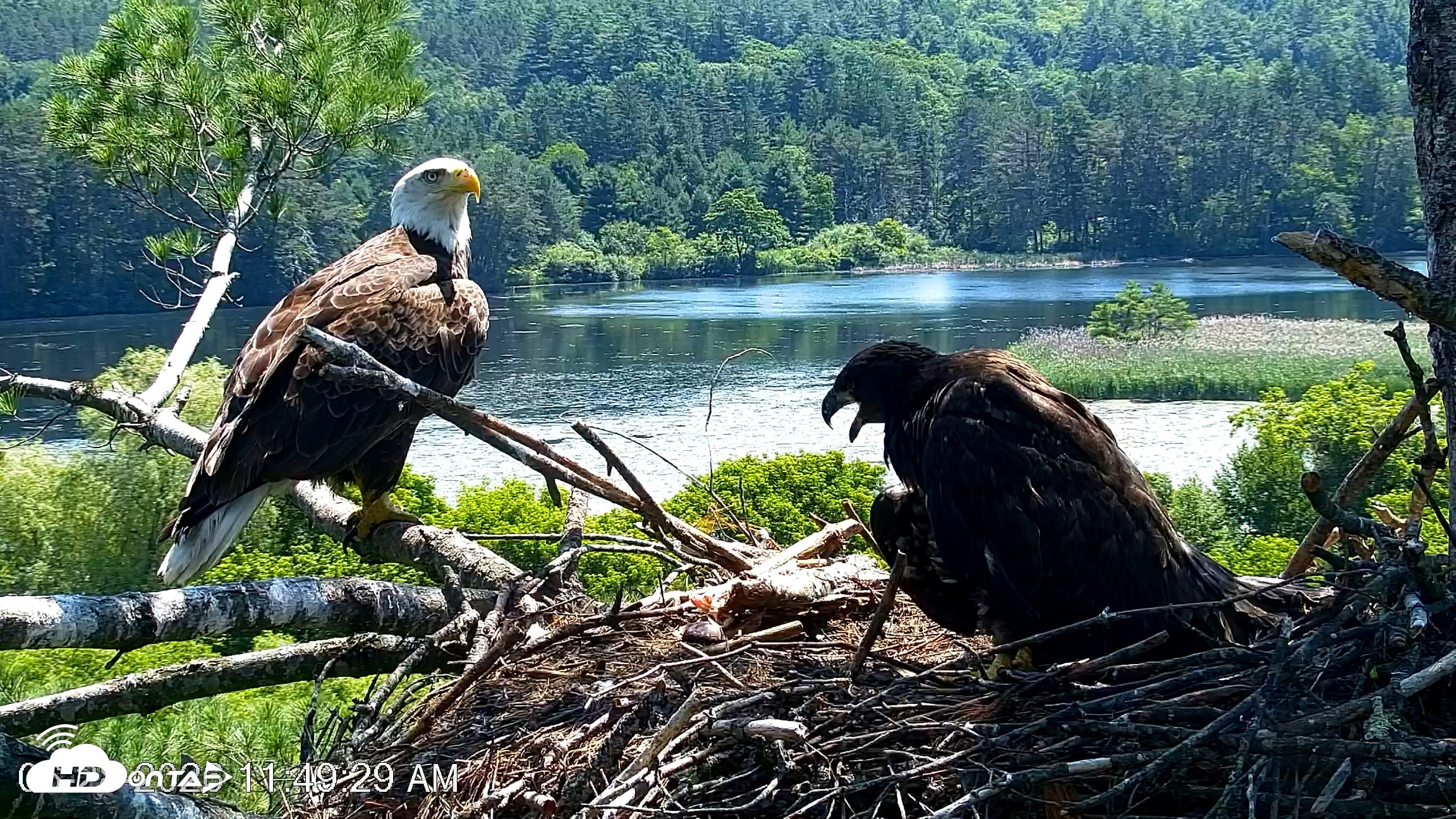 Snapshot of VINS Bald Eagles Nest Live Cams taken Jun 28, 2026, 11:50am EDT