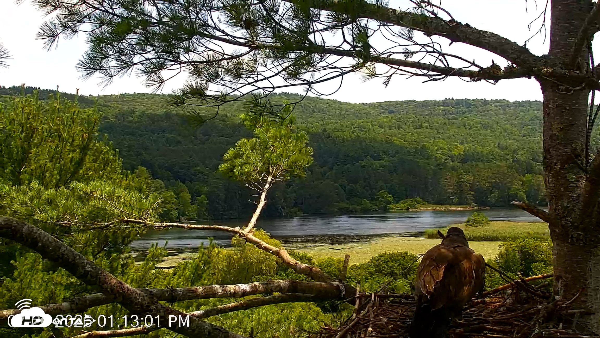 Snapshot of VINS Bald Eagles Nest Live Cams taken Jul 20, 2026, 1:13pm EDT
