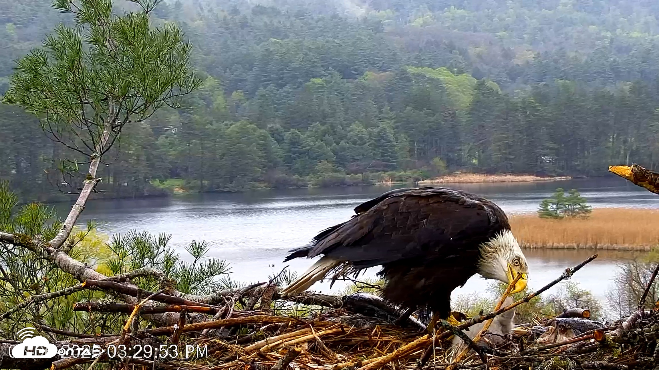 Snapshot of VINS Bald Eagles Nest Live Cams taken May 6, 2026, 3:30pm EDT
