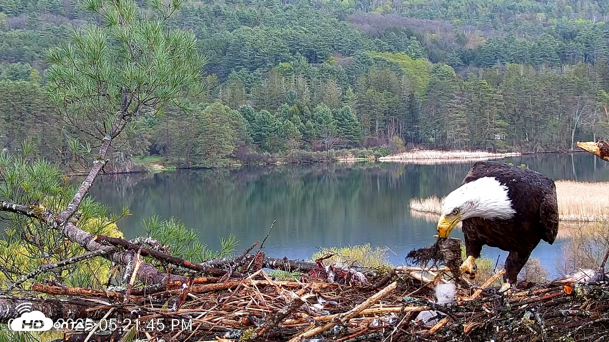Snapshot of VINS Bald Eagles Nest Live Cams taken May 5, 2026, 5:22pm EDT