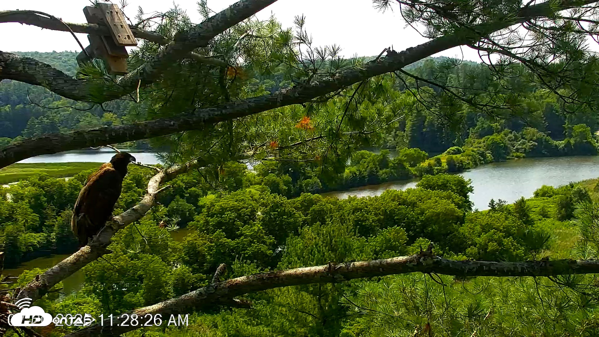 Snapshot of VINS Bald Eagles Nest Live Cams taken Jul 20, 2026, 11:29am EDT