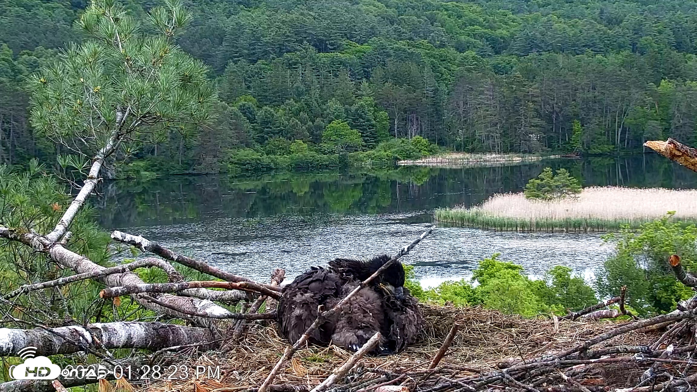 Snapshot of VINS Bald Eagles Nest Live Cams taken Jun 7, 2026, 1:29pm EDT