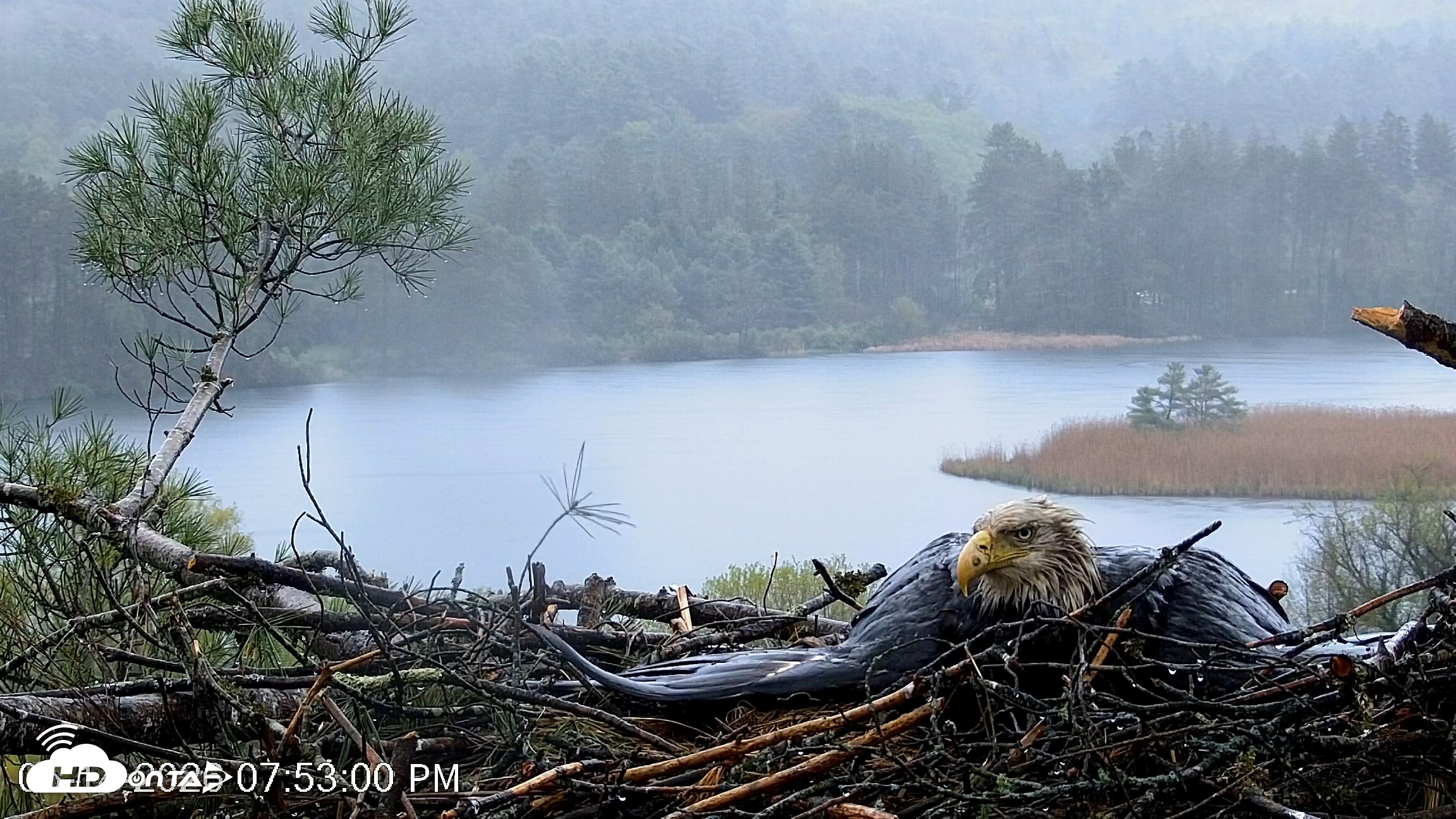 Snapshot of VINS Bald Eagles Nest Live Cams taken May 14, 2026, 7:53pm EDT