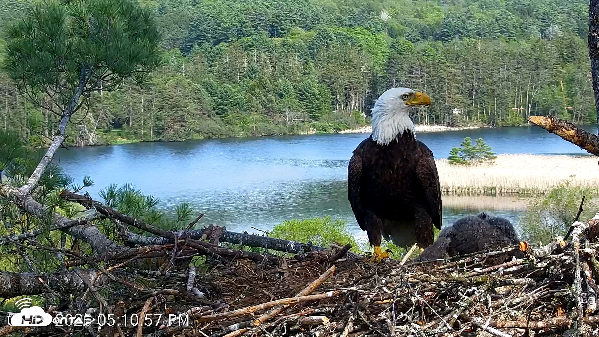 Snapshot of VINS Bald Eagles Nest Live Cams taken May 19, 2026, 5:11pm EDT