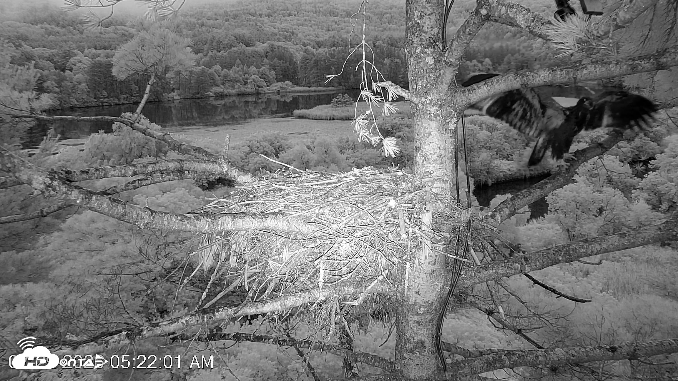Snapshot of VINS Bald Eagles Nest Live Cams taken Jul 29, 2026, 5:22am EDT