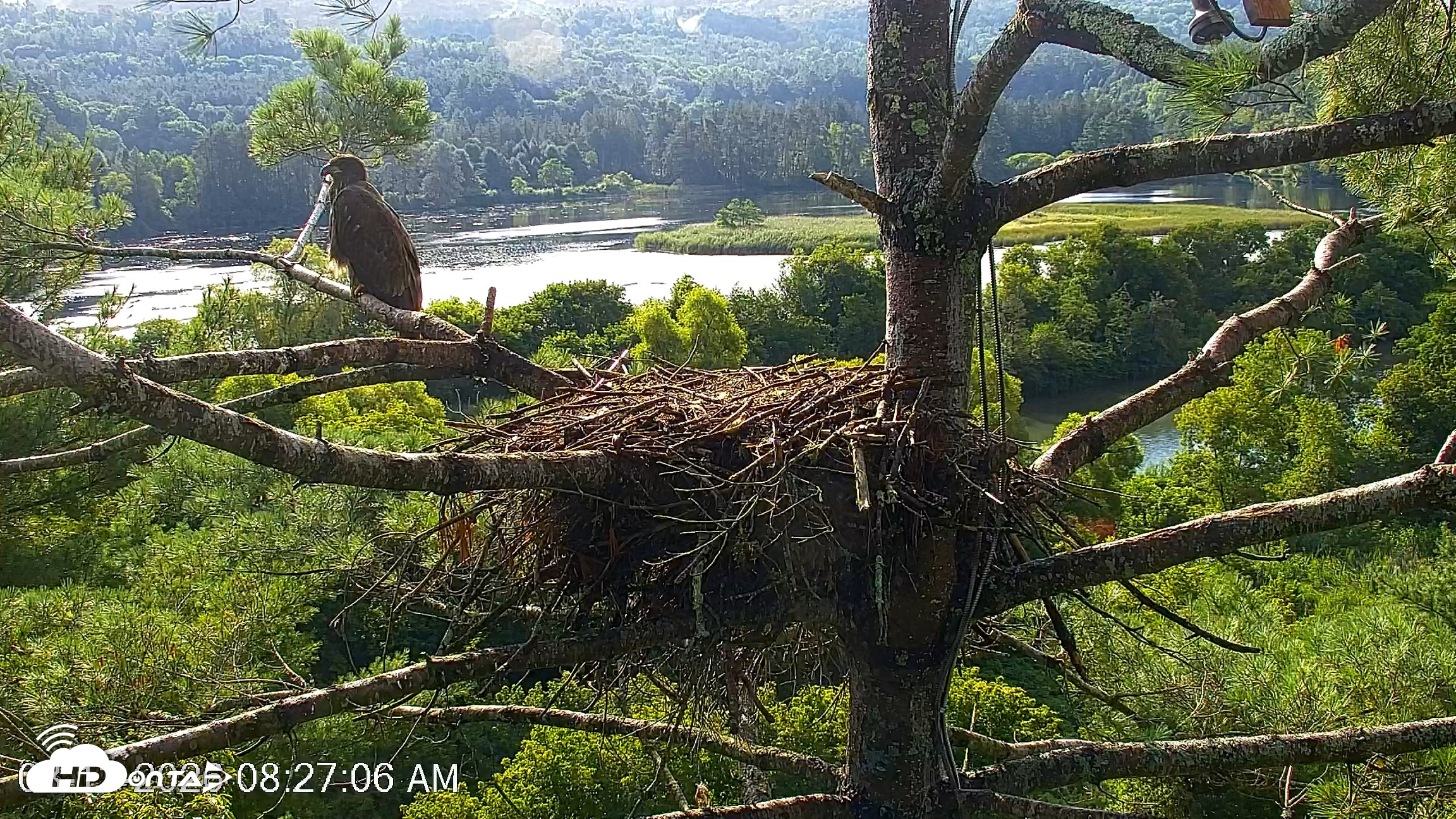 Snapshot of VINS Bald Eagles Nest Live Cams taken Aug 13, 2026, 8:28am EDT