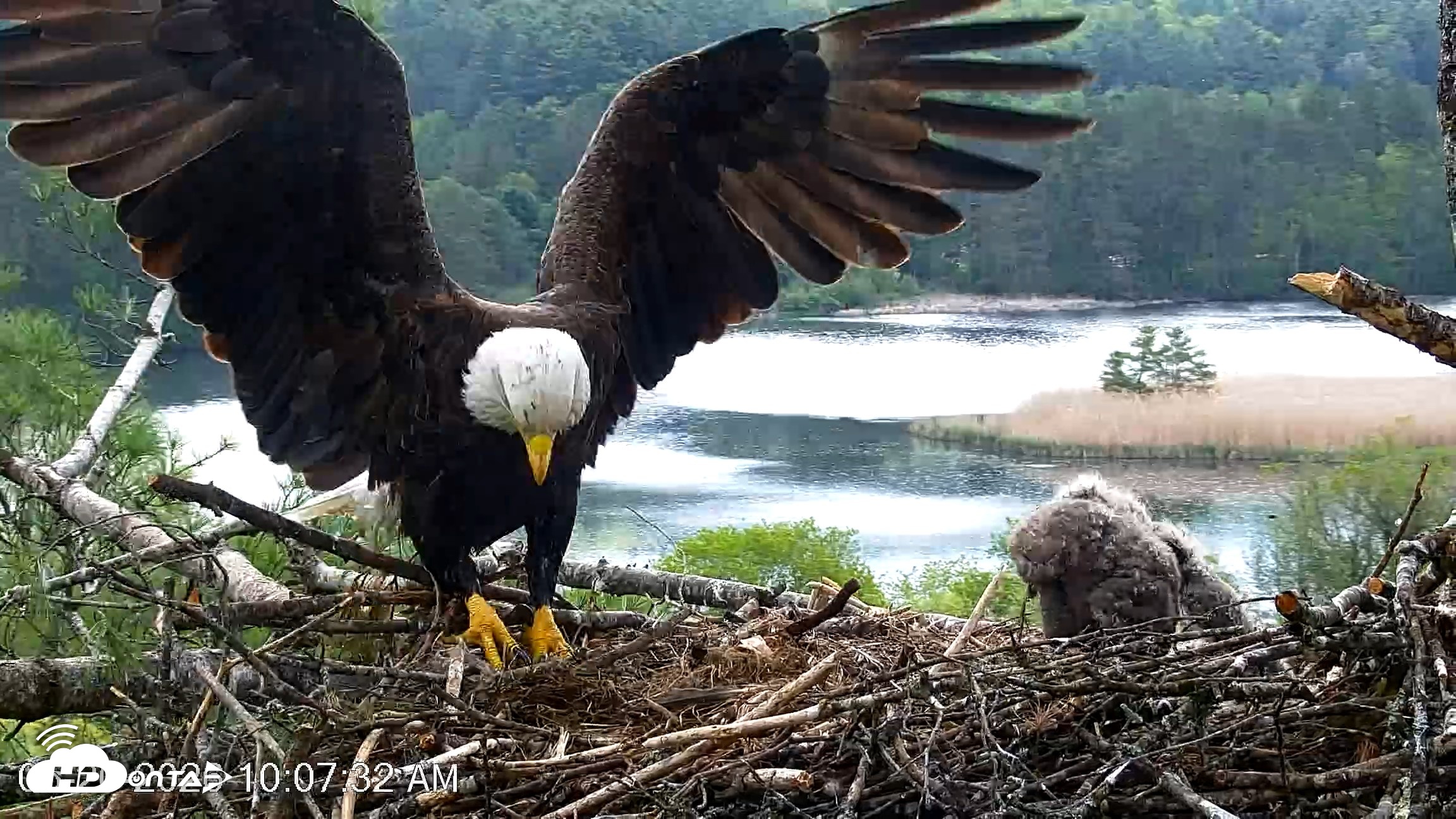 Snapshot of VINS Bald Eagles Nest Live Cams taken May 20, 2026, 10:08am EDT