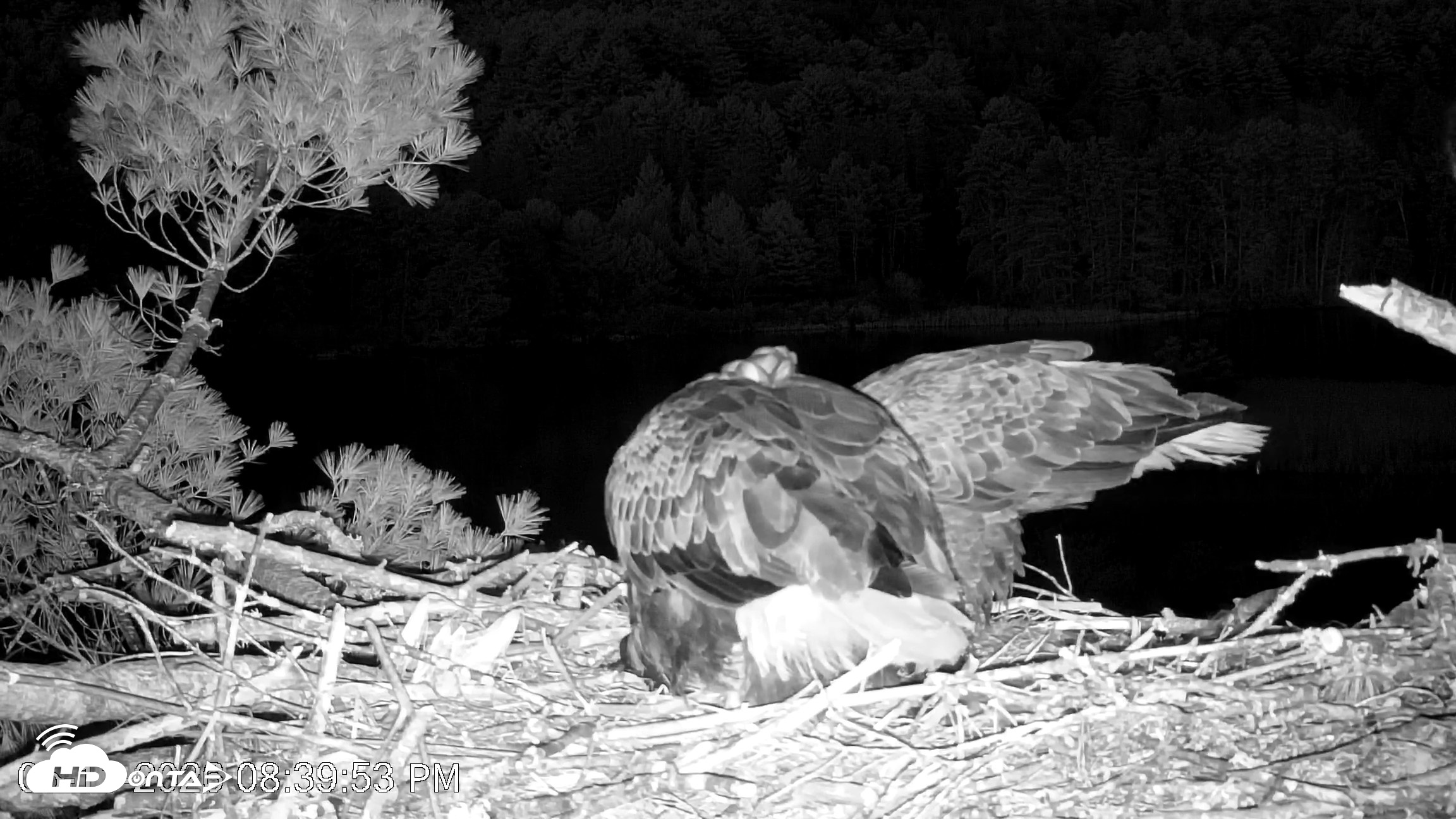 Snapshot of VINS Bald Eagles Nest Live Cams taken May 11, 2026, 8:40pm EDT