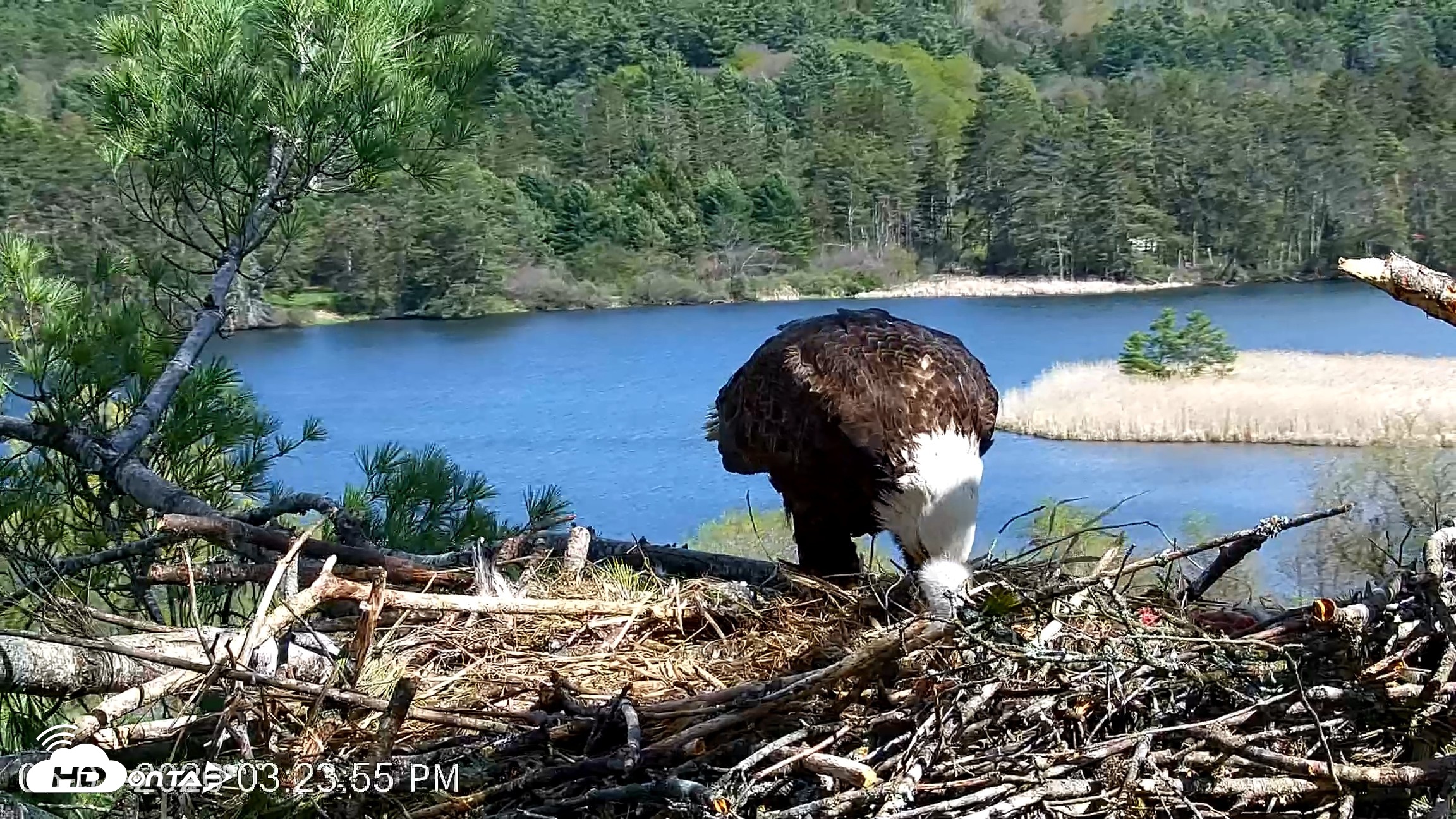 Snapshot of VINS Bald Eagles Nest Live Cams taken May 7, 2026, 3:24pm EDT