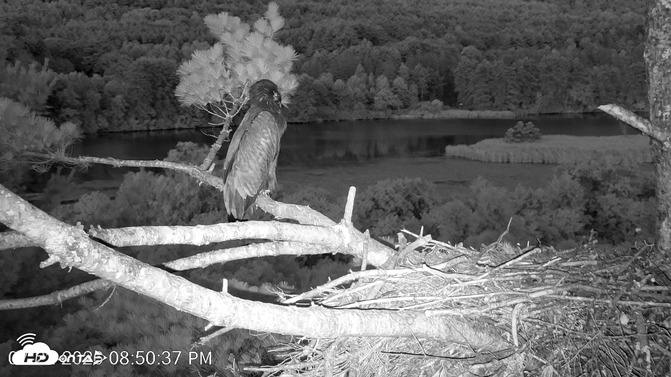 Snapshot of VINS Bald Eagles Nest Live Cams taken Jul 22, 2026, 8:51pm EDT