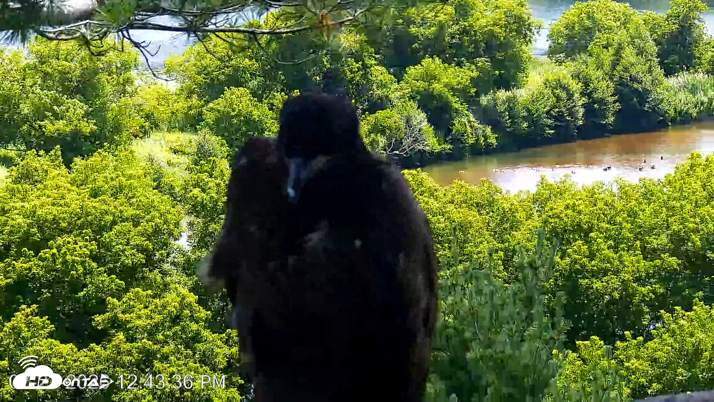 Snapshot of VINS Bald Eagles Nest Live Cams taken Jul 23, 2026, 12:44pm EDT