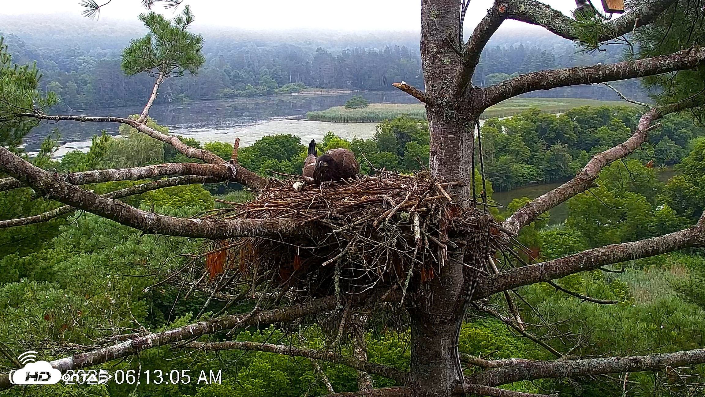 Snapshot of VINS Bald Eagles Nest Live Cams taken Jul 28, 2026, 6:14am EDT