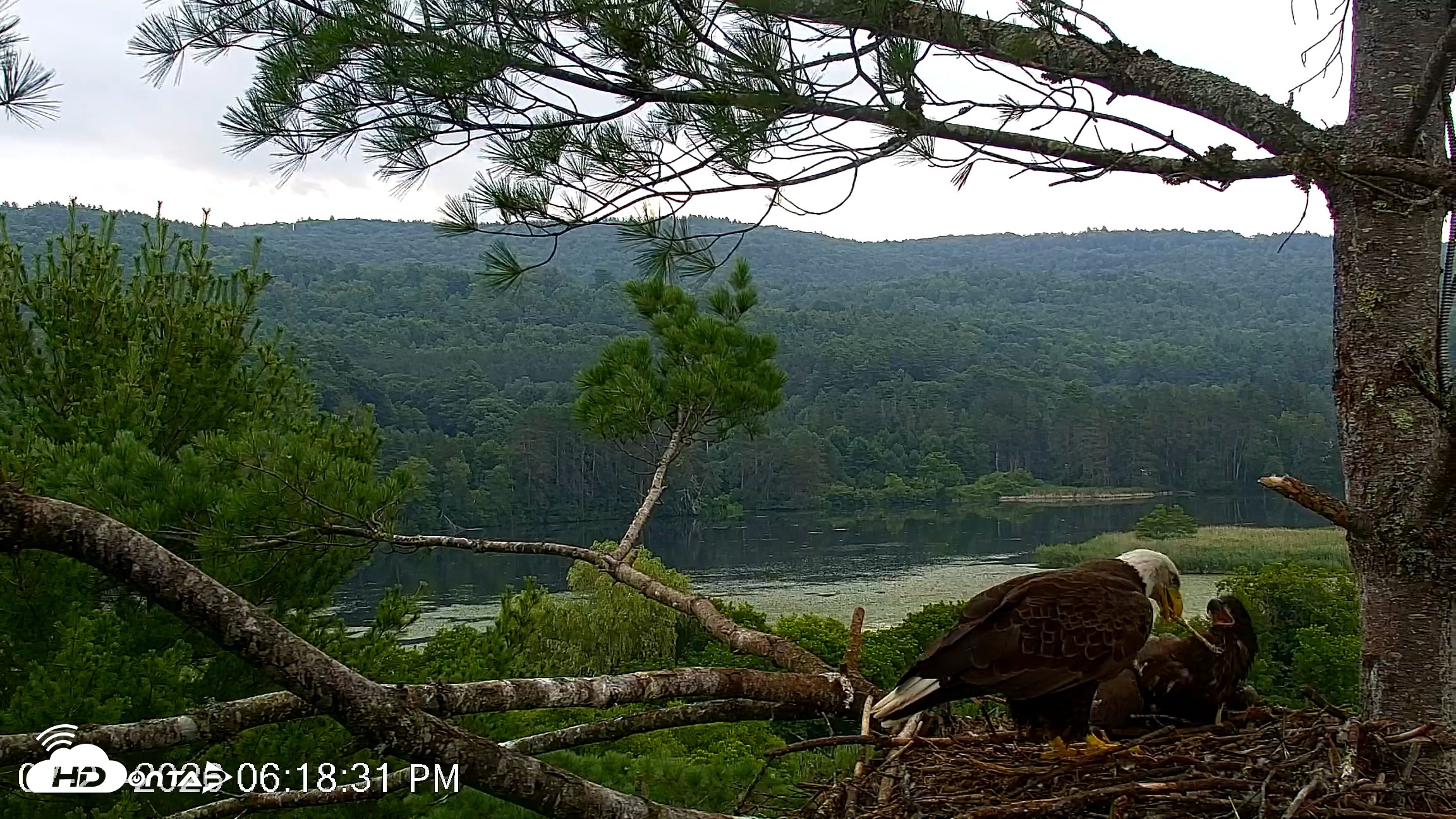 Snapshot of VINS Bald Eagles Nest Live Cams taken Jul 21, 2026, 6:19pm EDT