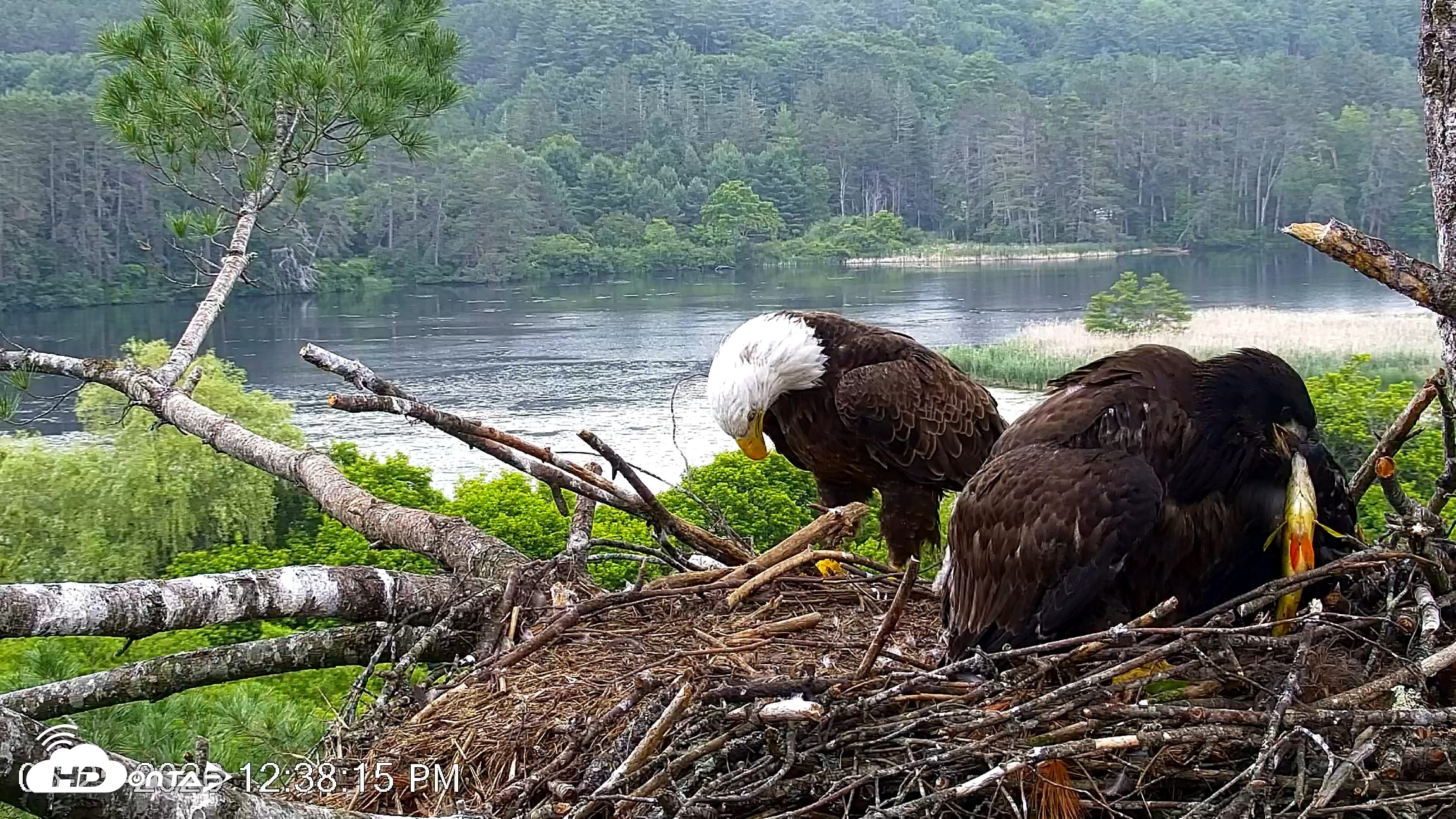 Snapshot of VINS Bald Eagles Nest Live Cams taken Jun 25, 2026, 12:39pm EDT