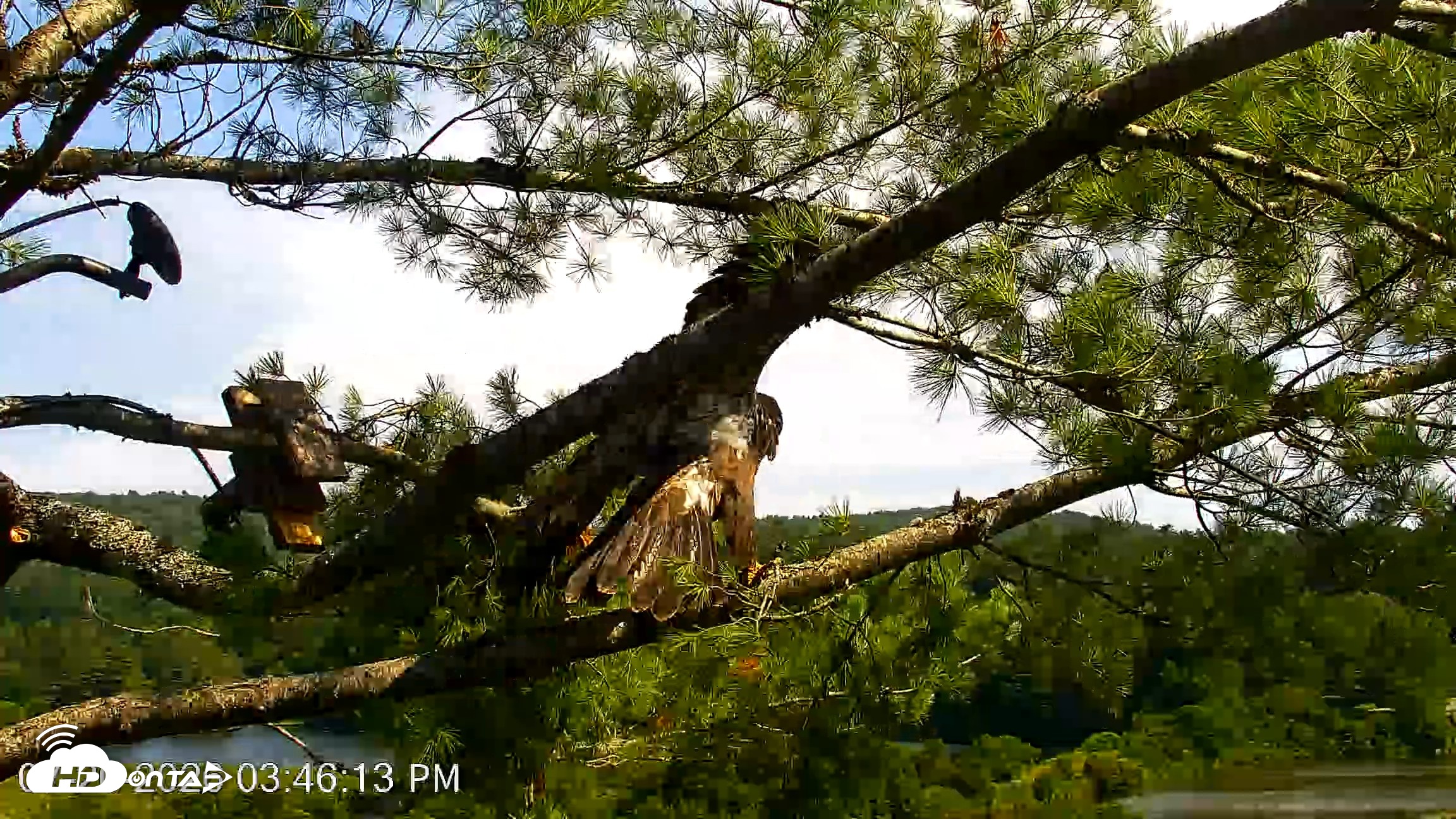 Snapshot of VINS Bald Eagles Nest Live Cams taken Jul 20, 2026, 3:47pm EDT