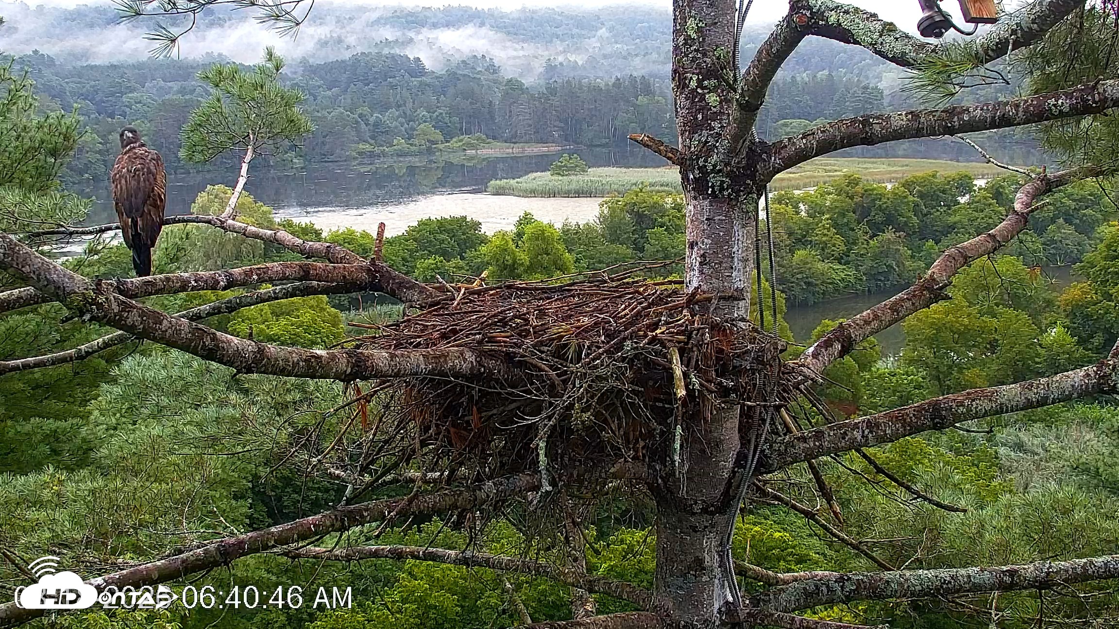 Snapshot of VINS Bald Eagles Nest Live Cams taken Aug 18, 2026, 6:41am EDT