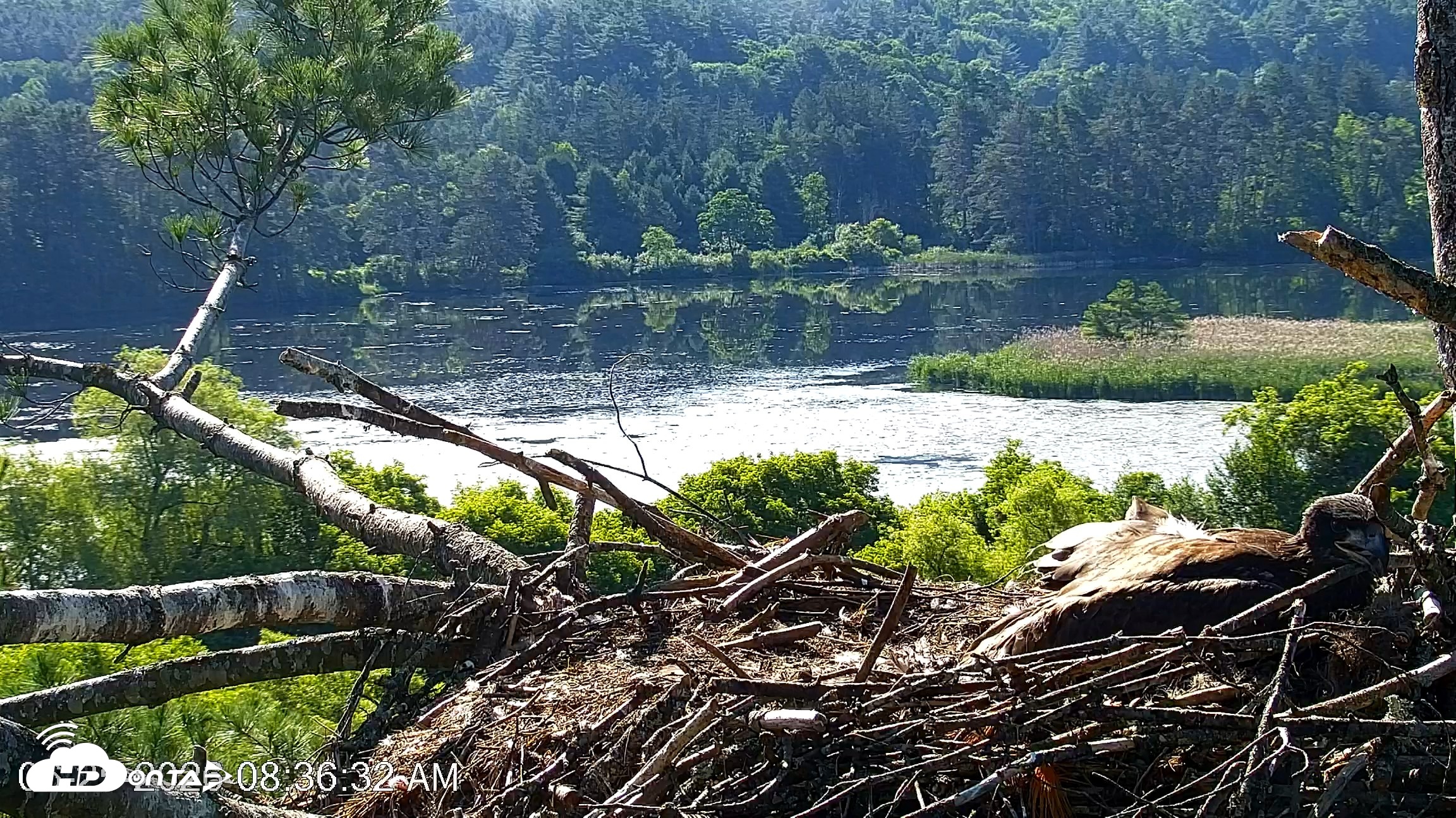 Snapshot of VINS Bald Eagles Nest Live Cams taken Jun 25, 2026, 8:37am EDT