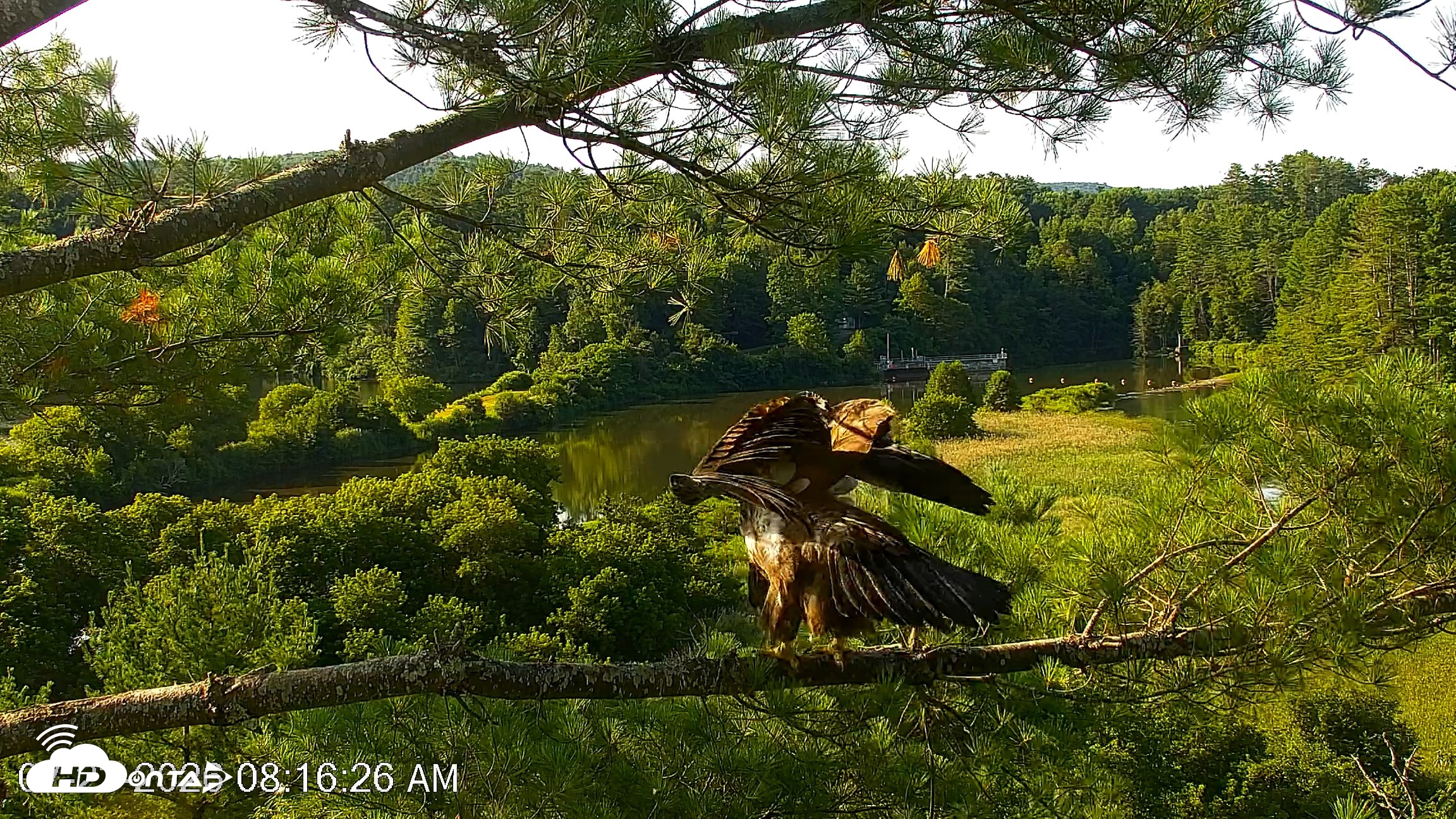 Snapshot of VINS Bald Eagles Nest Live Cams taken Jul 23, 2026, 8:17am EDT