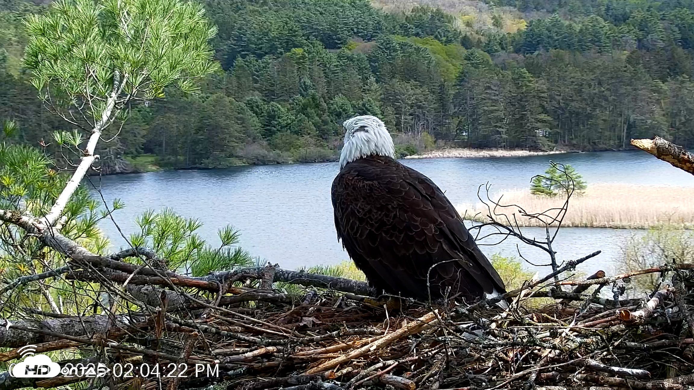 Snapshot of VINS Bald Eagles Nest Live Cams taken May 10, 2026, 2:05pm EDT