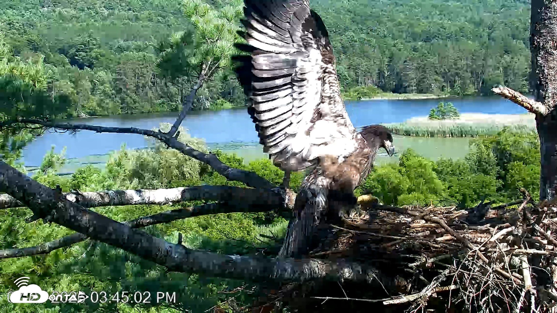 Snapshot of VINS Bald Eagles Nest Live Cams taken Jul 23, 2026, 3:45pm EDT