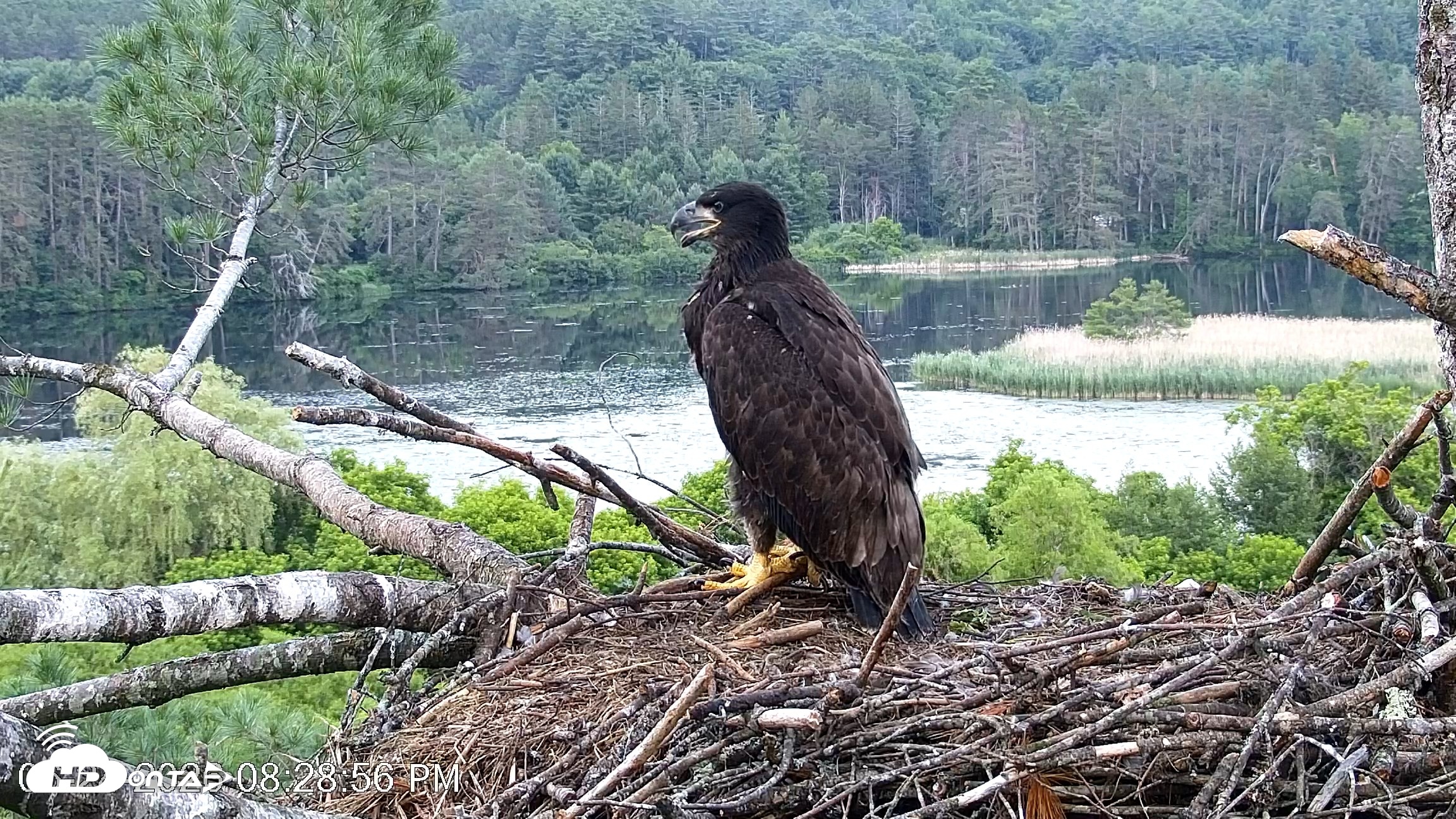 Snapshot of VINS Bald Eagles Nest Live Cams taken Jun 24, 2026, 8:29pm EDT