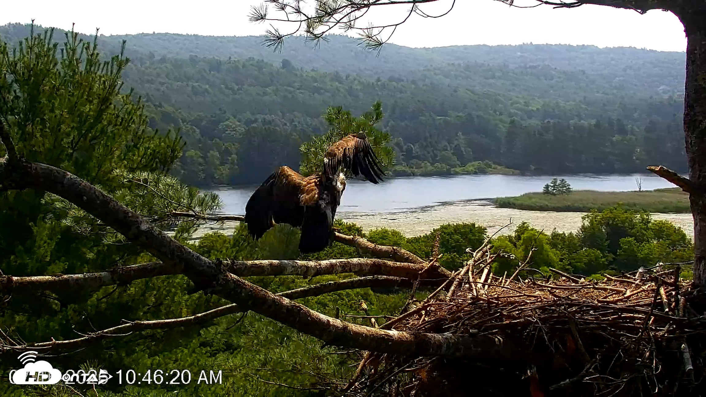 Snapshot of VINS Bald Eagles Nest Live Cams taken Jul 16, 2026, 10:47am EDT