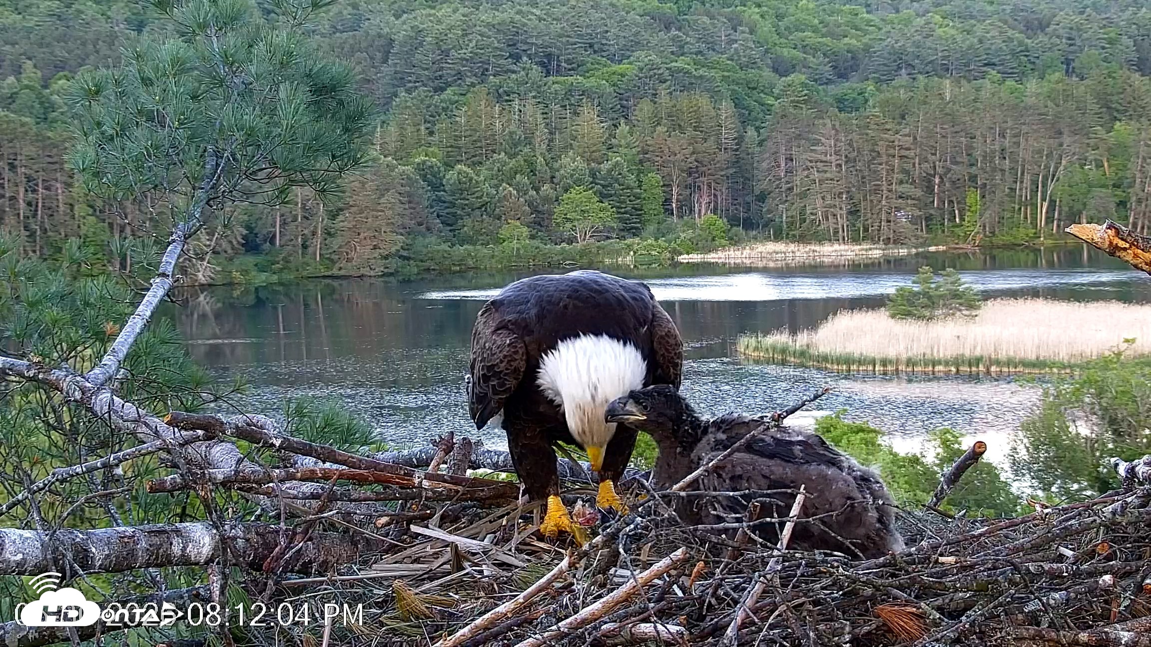Snapshot of VINS Bald Eagles Nest Live Cams taken May 30, 2026, 8:12pm EDT