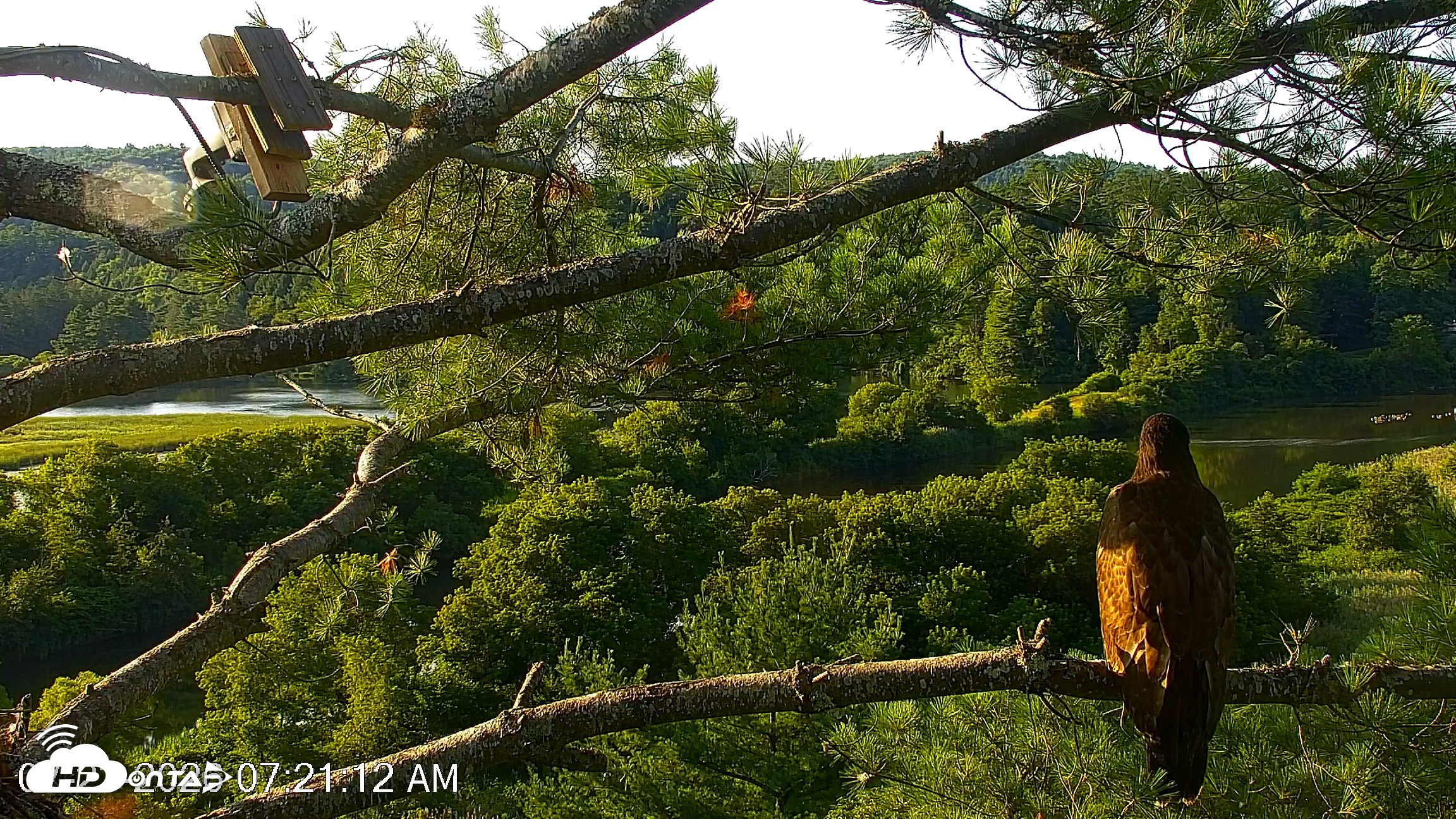 Snapshot of VINS Bald Eagles Nest Live Cams taken Jul 23, 2026, 7:21am EDT