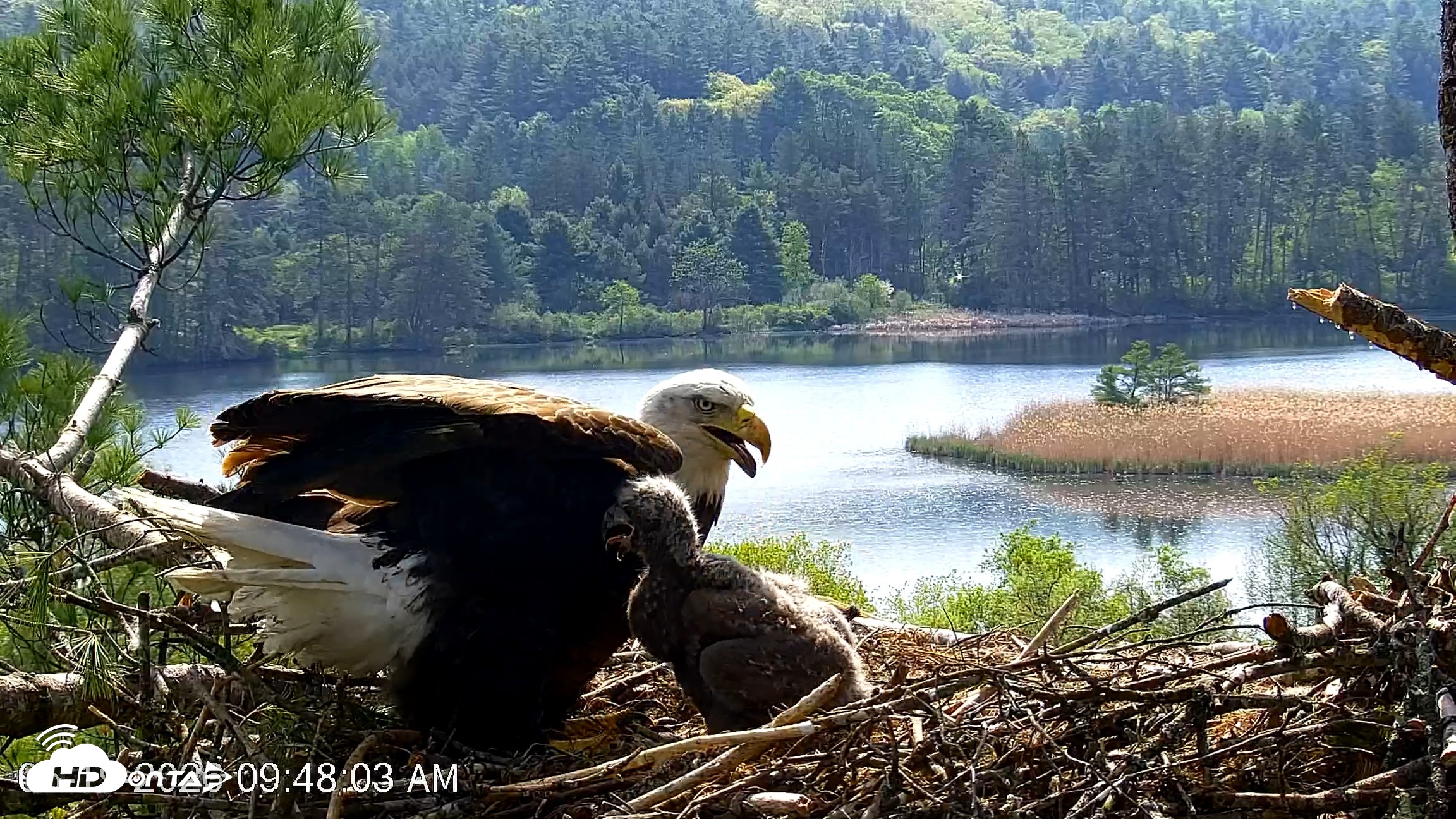 Snapshot of VINS Bald Eagles Nest Live Cams taken May 19, 2026, 9:49am EDT