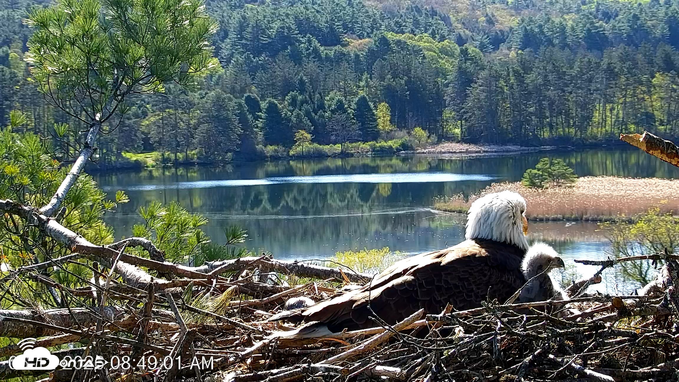 Snapshot of VINS Bald Eagles Nest Live Cams taken May 12, 2026, 8:49am EDT