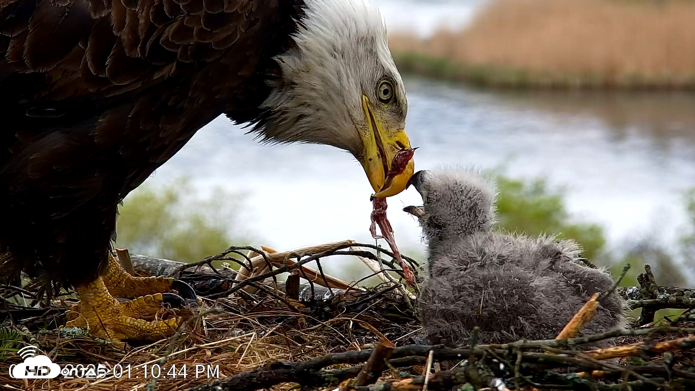 Snapshot of VINS Bald Eagles Nest Live Cams taken May 13, 2026, 1:11pm EDT