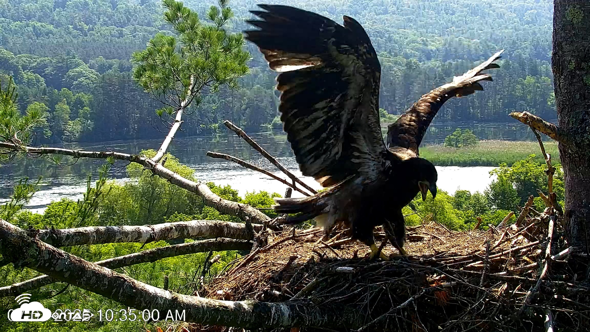 Snapshot of VINS Bald Eagles Nest Live Cams taken Jul 1, 2026, 10:37am EDT