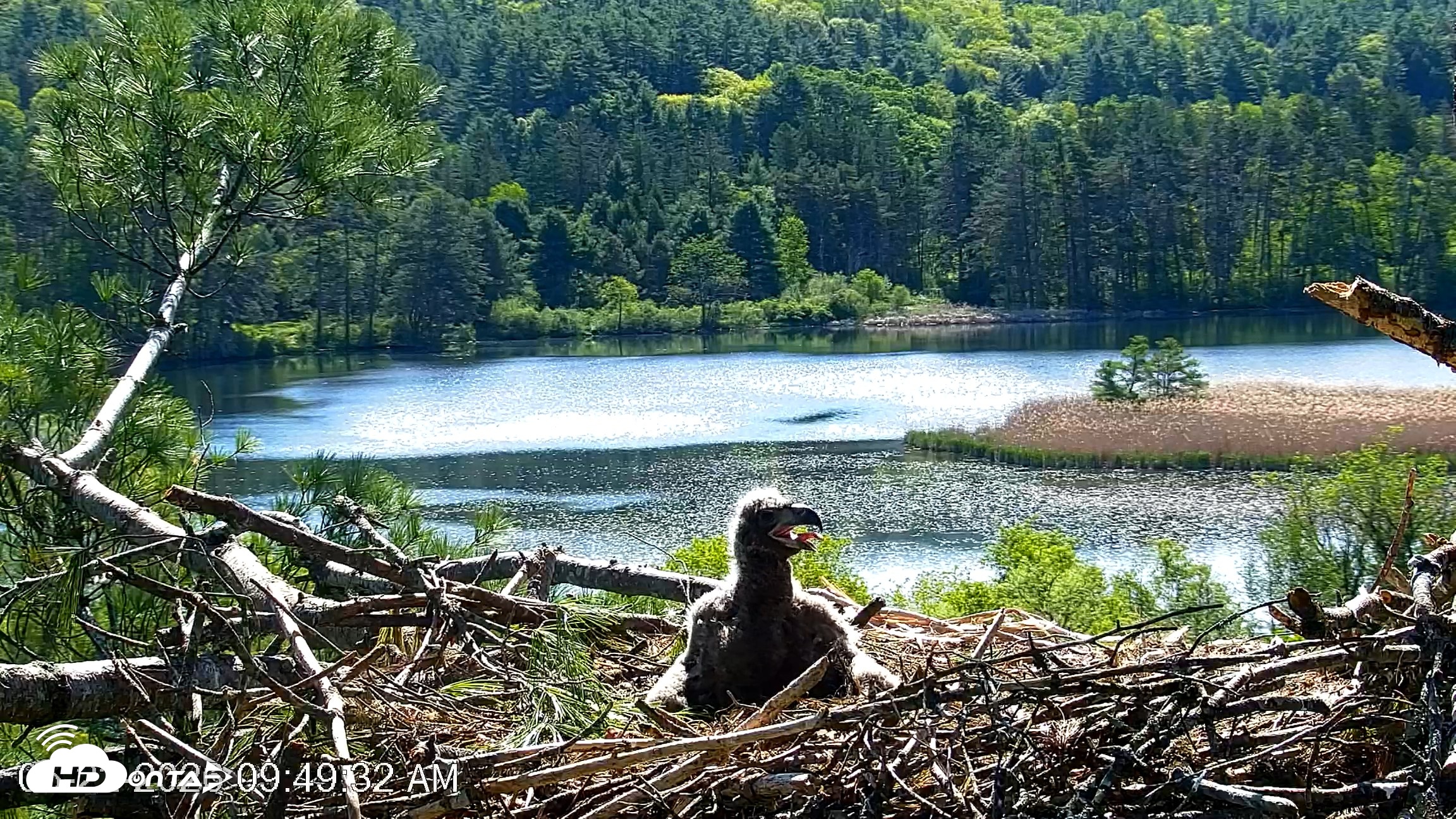 Snapshot of VINS Bald Eagles Nest Live Cams taken May 22, 2026, 9:50am EDT