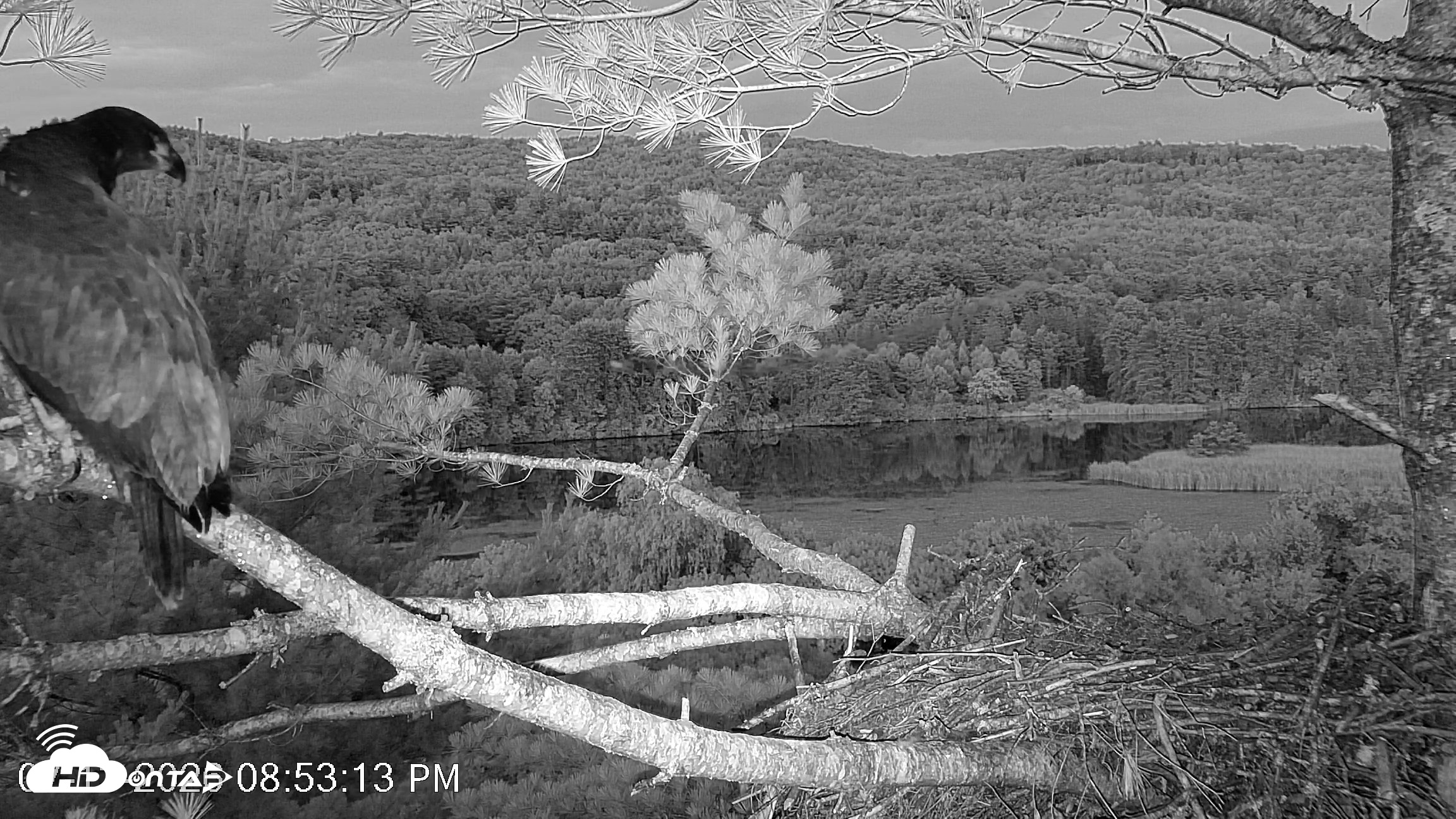 Snapshot of VINS Bald Eagles Nest Live Cams taken Jul 13, 2026, 8:54pm EDT