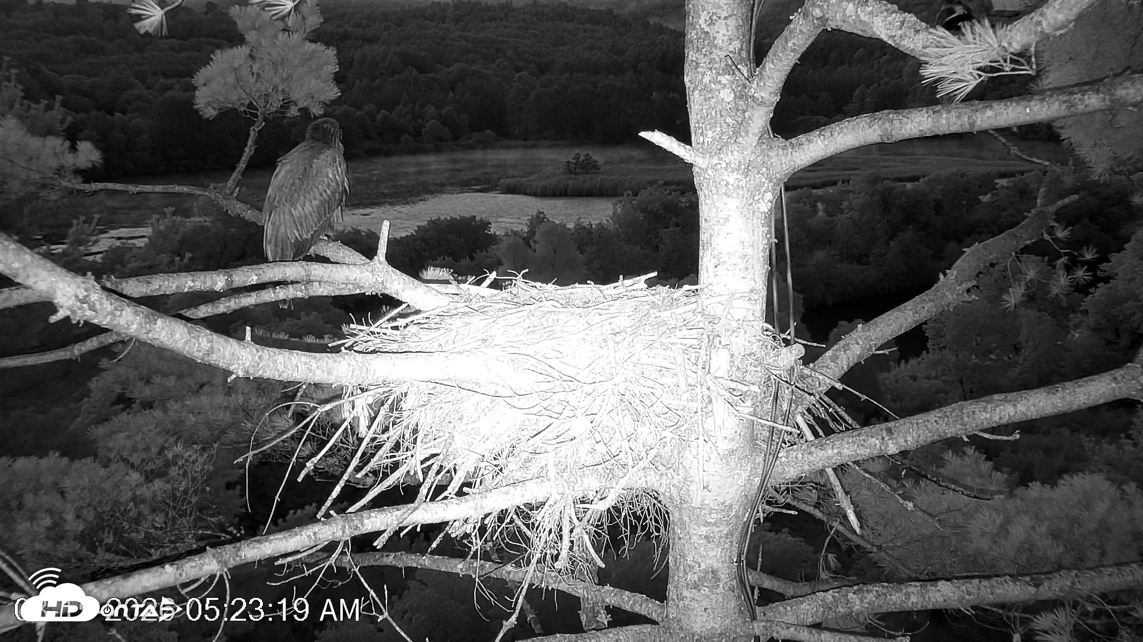 Snapshot of VINS Bald Eagles Nest Live Cams taken Aug 15, 2026, 5:24am EDT