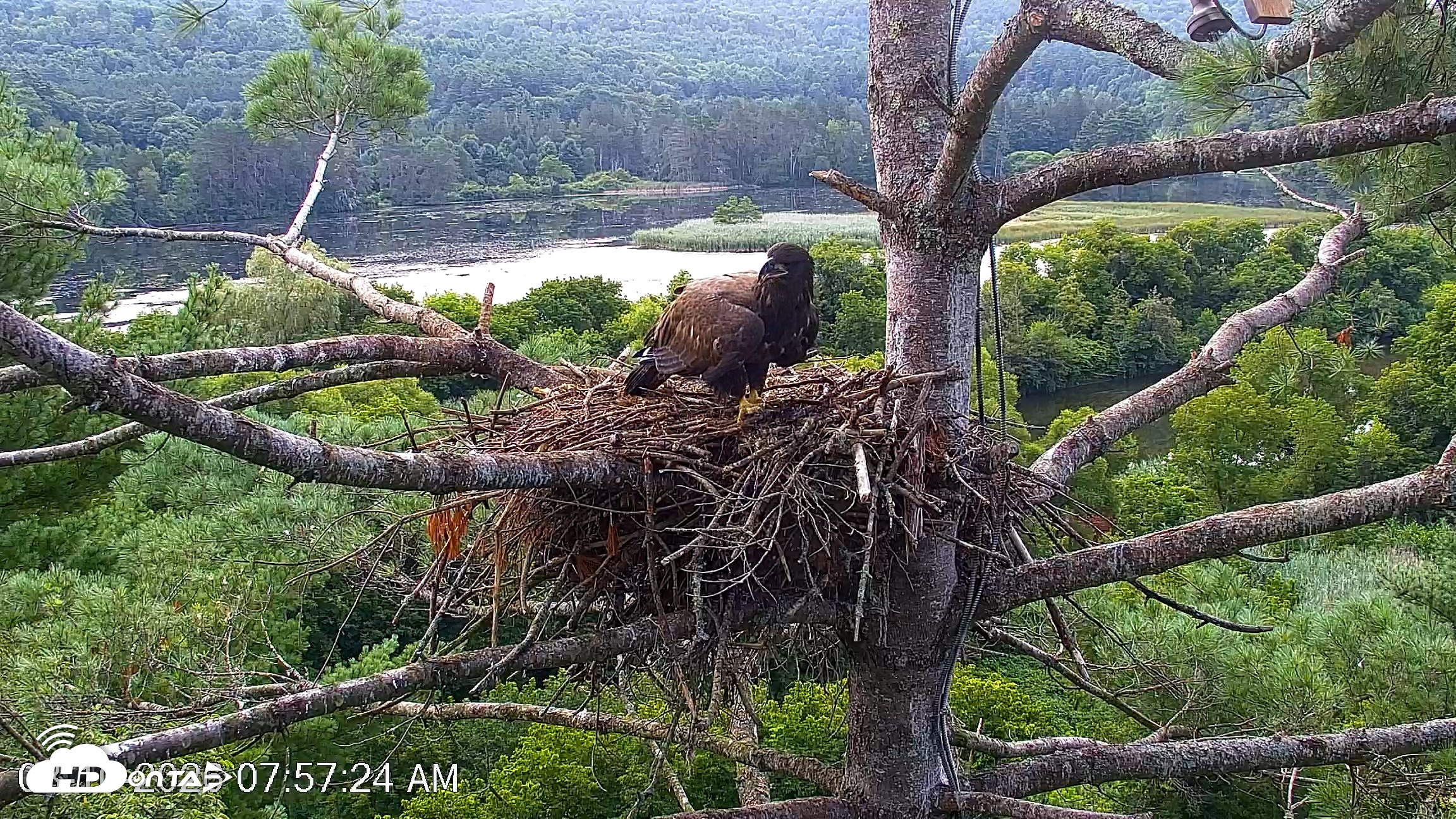 Snapshot of VINS Bald Eagles Nest Live Cams taken Aug 10, 2026, 7:58am EDT