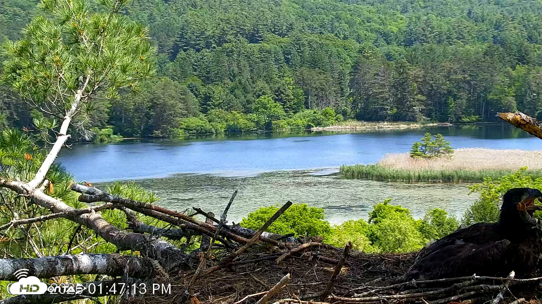 Snapshot of VINS Bald Eagles Nest Live Cams taken Jun 12, 2026, 1:50pm EDT