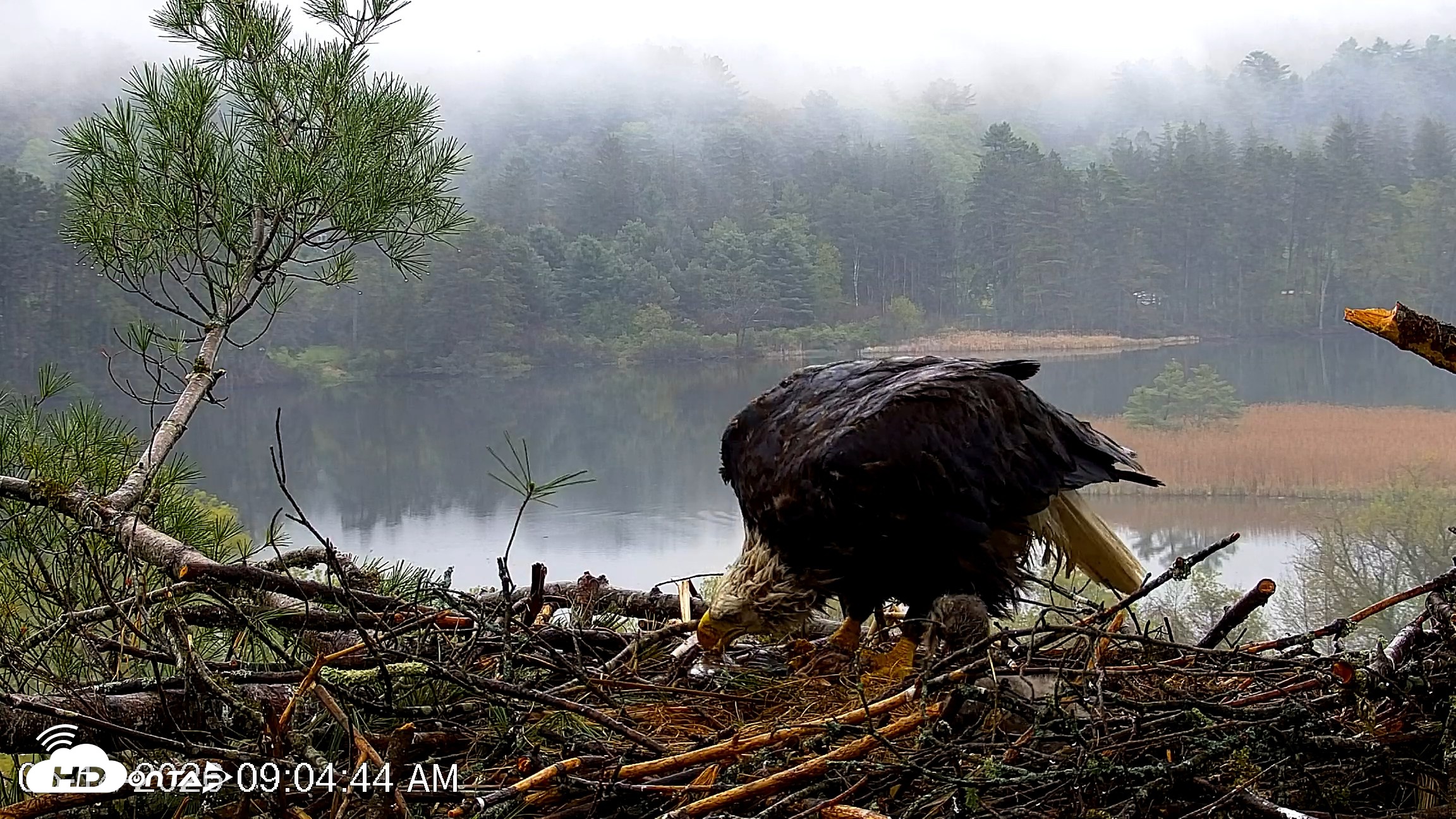Snapshot of VINS Bald Eagles Nest Live Cams taken May 14, 2026, 9:05am EDT