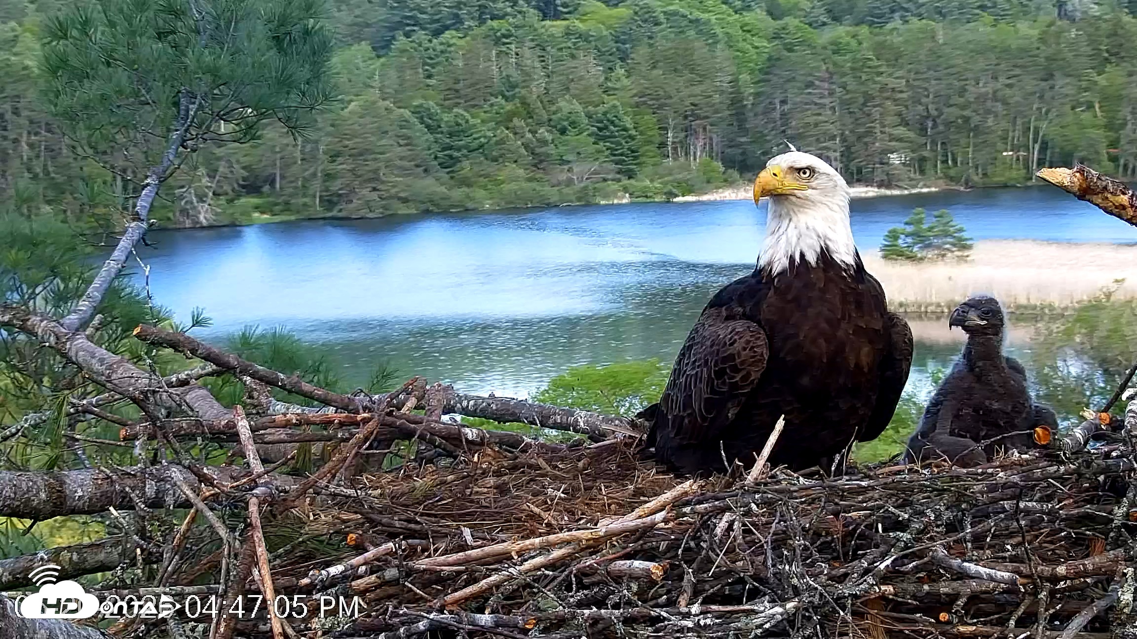 Snapshot of VINS Bald Eagles Nest Live Cams taken May 20, 2026, 4:48pm EDT