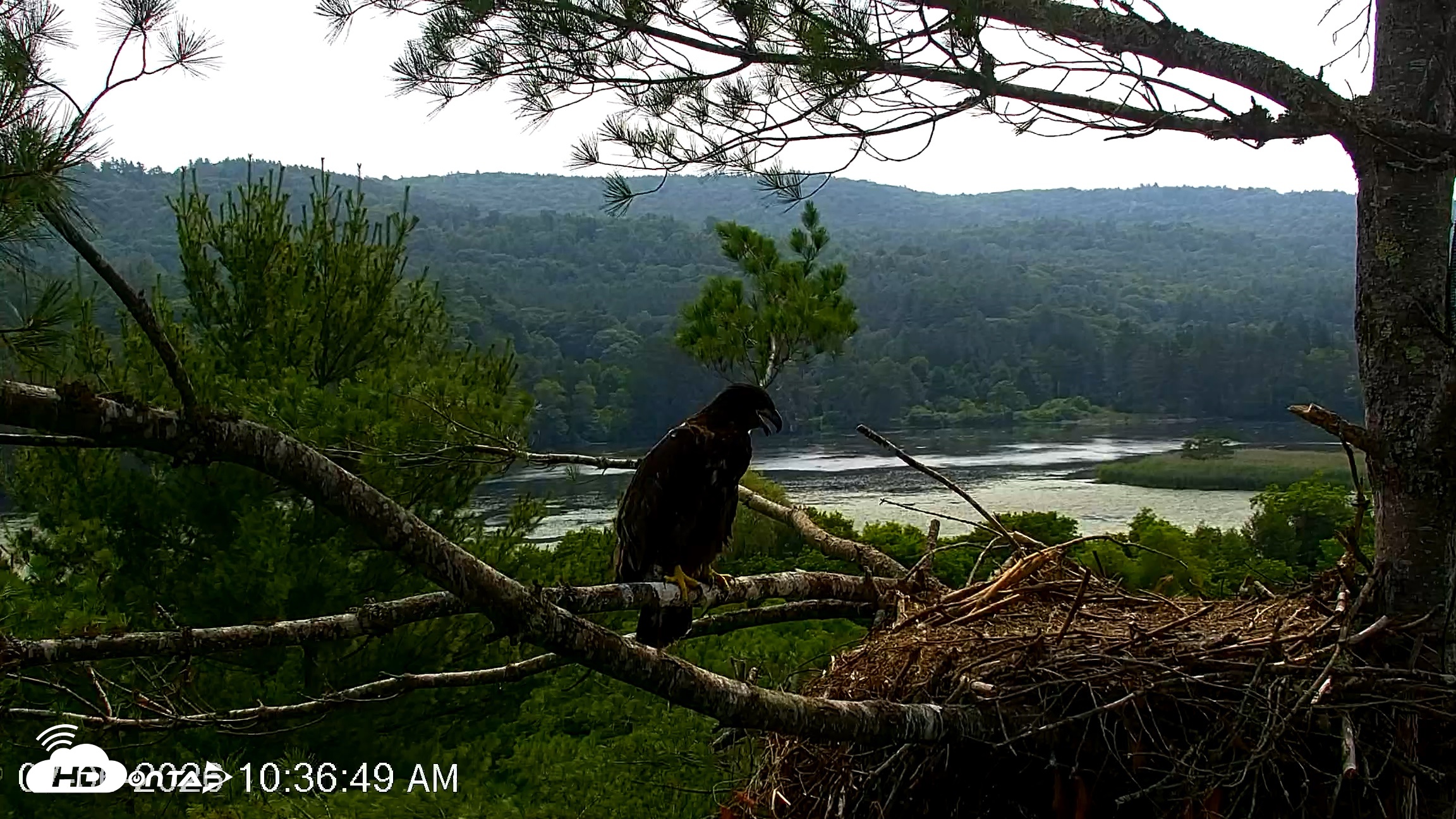 Snapshot of VINS Bald Eagles Nest Live Cams taken Jul 6, 2026, 10:37am EDT