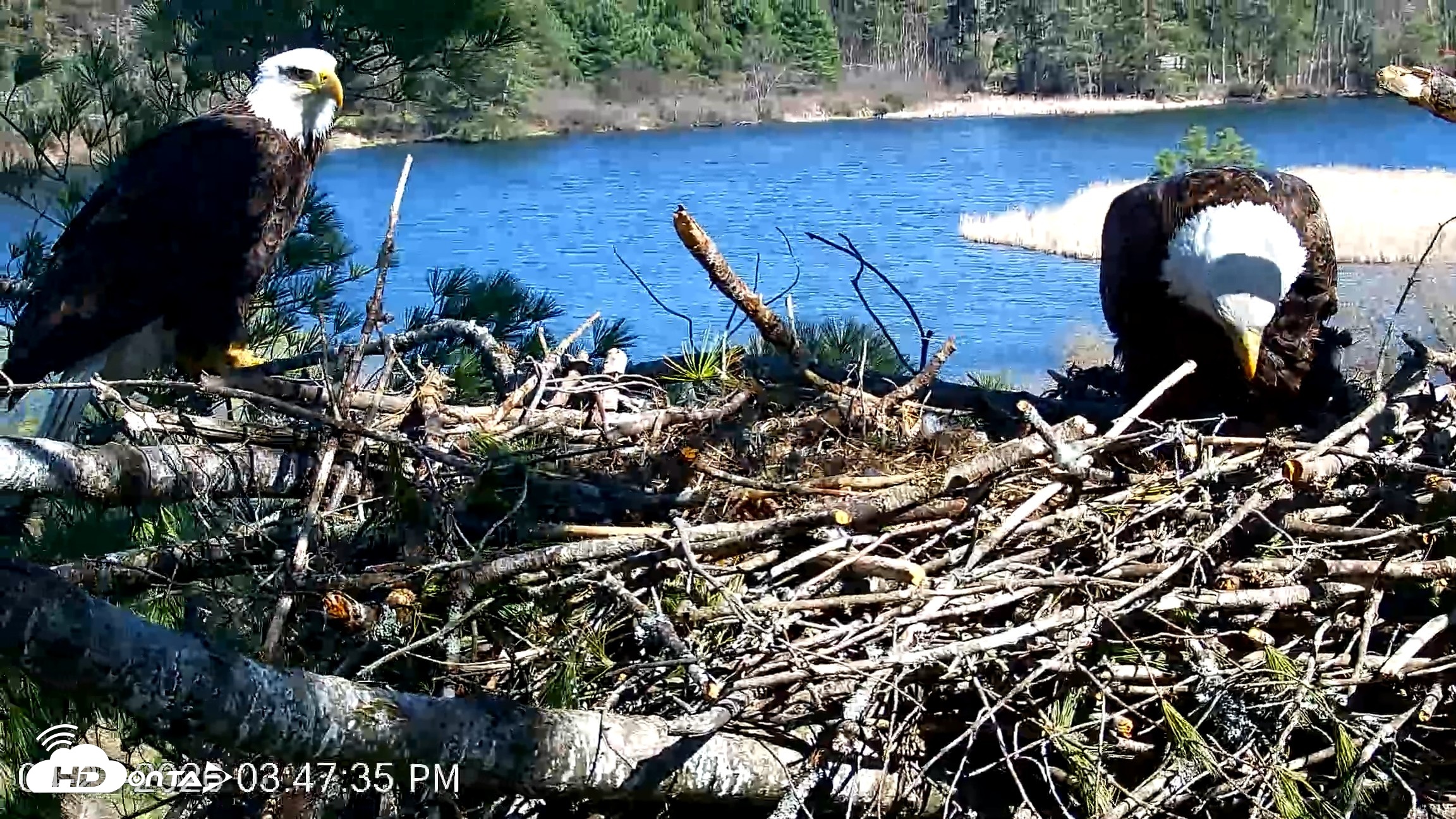 Snapshot of VINS Bald Eagles Nest Live Cams taken Apr 23, 2026, 3:48pm EDT