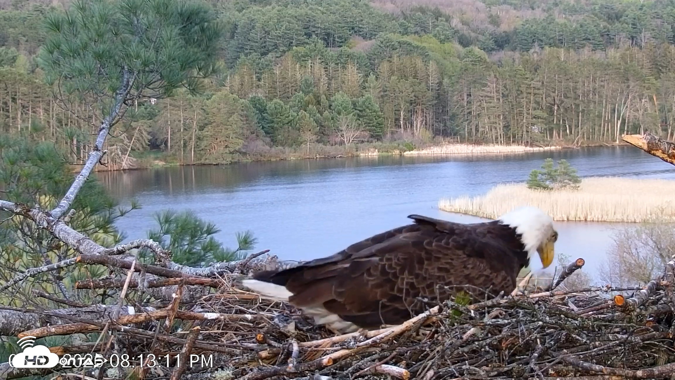 Snapshot of VINS Bald Eagles Nest Live Cams taken May 7, 2026, 8:13pm EDT
