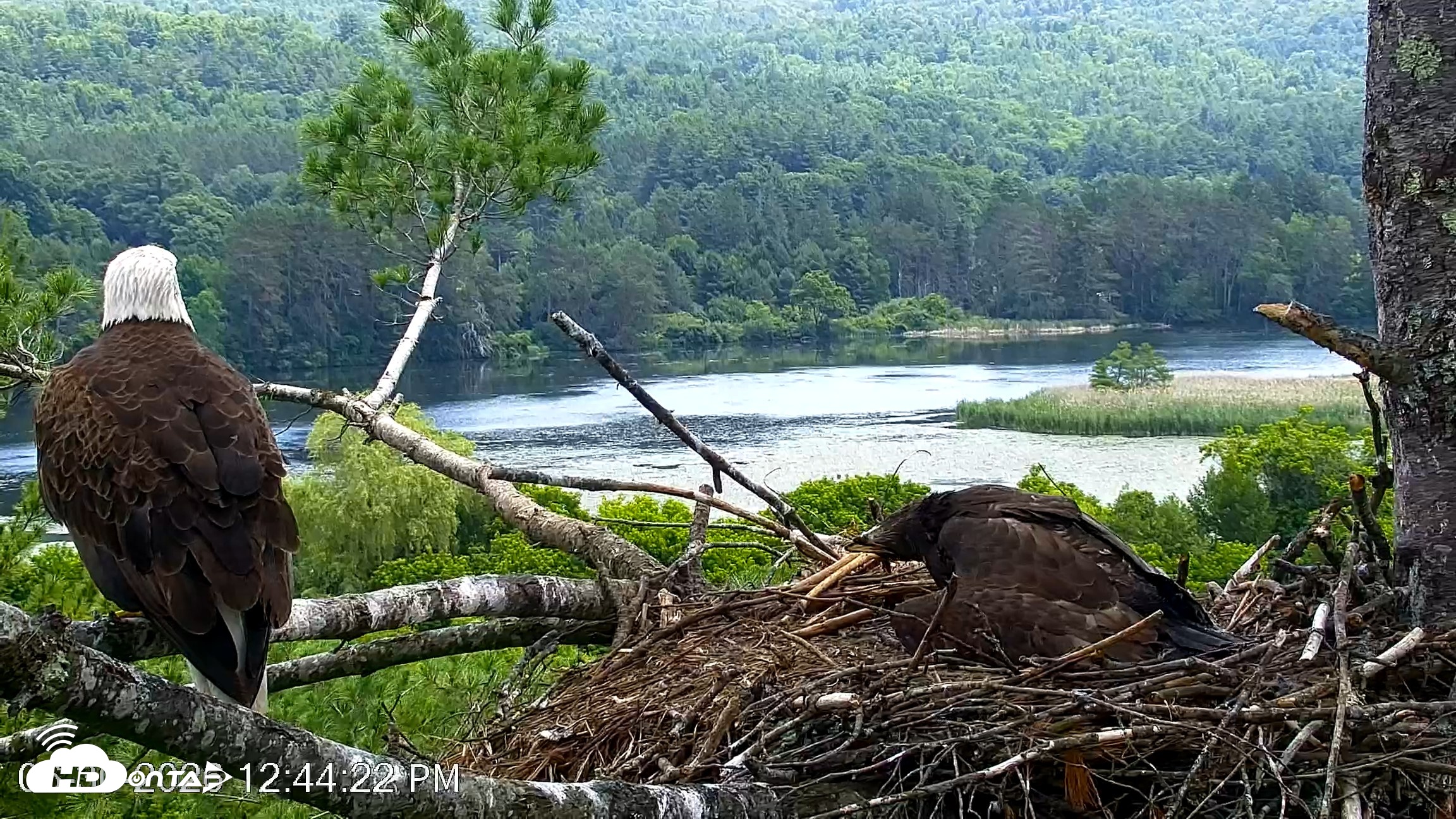 Snapshot of VINS Bald Eagles Nest Live Cams taken Jun 30, 2026, 12:45pm EDT
